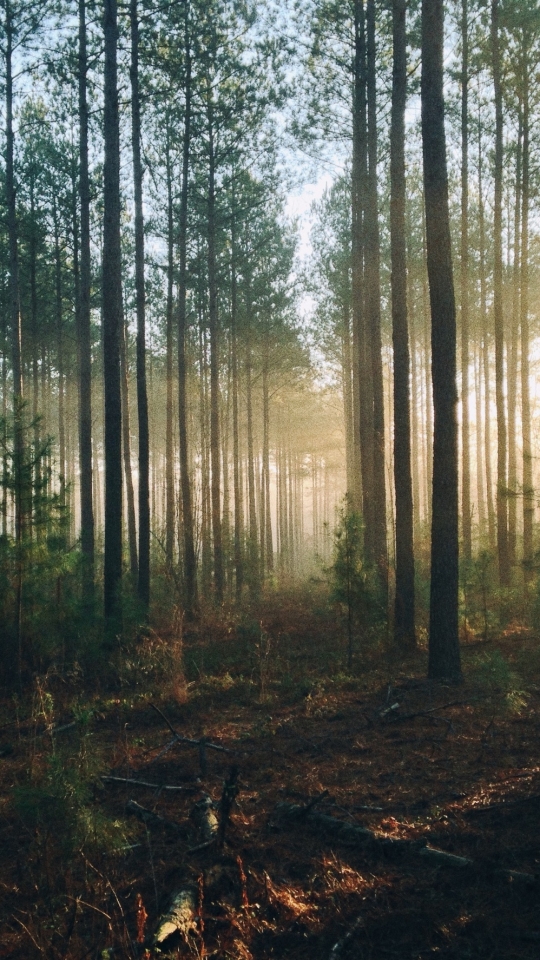 Descarga gratuita de fondo de pantalla para móvil de Naturaleza, Bosque, Árbol, Rayo De Sol, Tierra/naturaleza, Frijol De Sol.