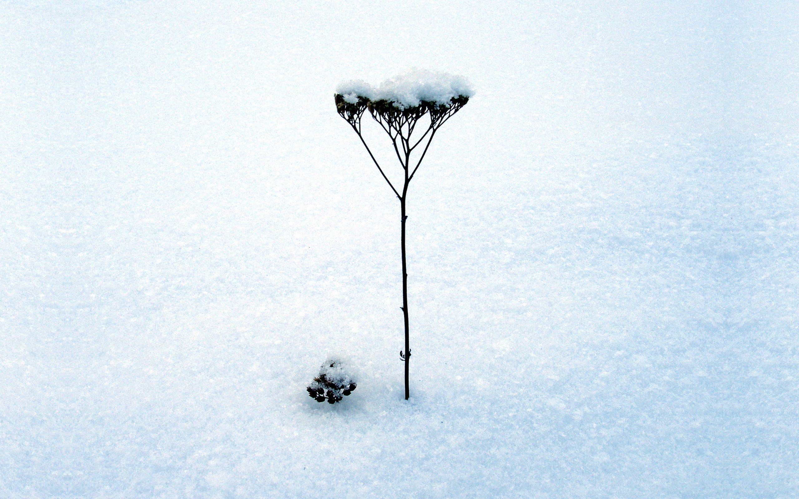 119268 скачать картинку минимализм, зима, снег, стебель, травинка, сухая, соцветие - обои и заставки бесплатно