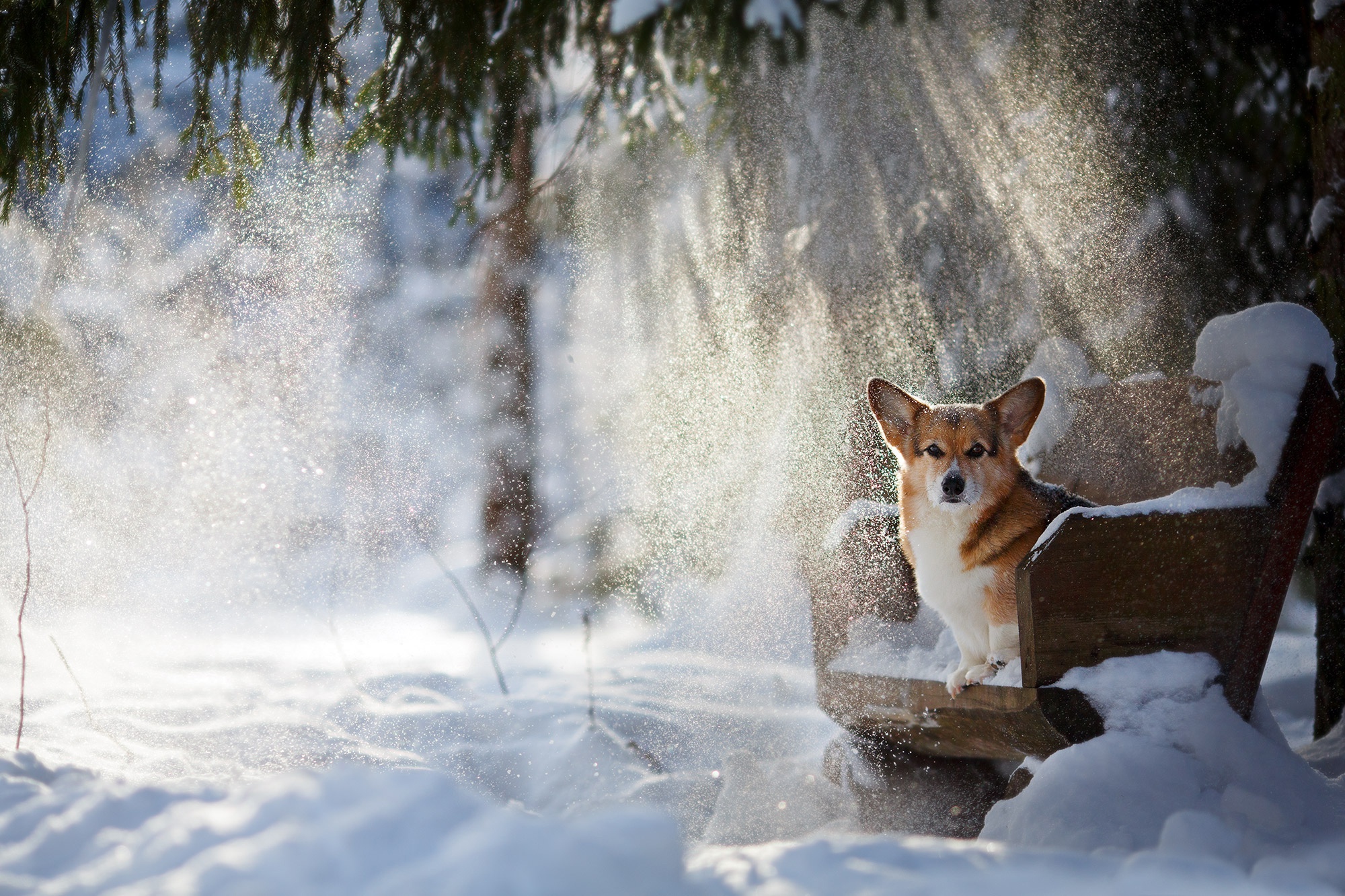 Download mobile wallpaper Winter, Dogs, Snow, Dog, Animal, Bench, Corgi, Sunbeam for free.