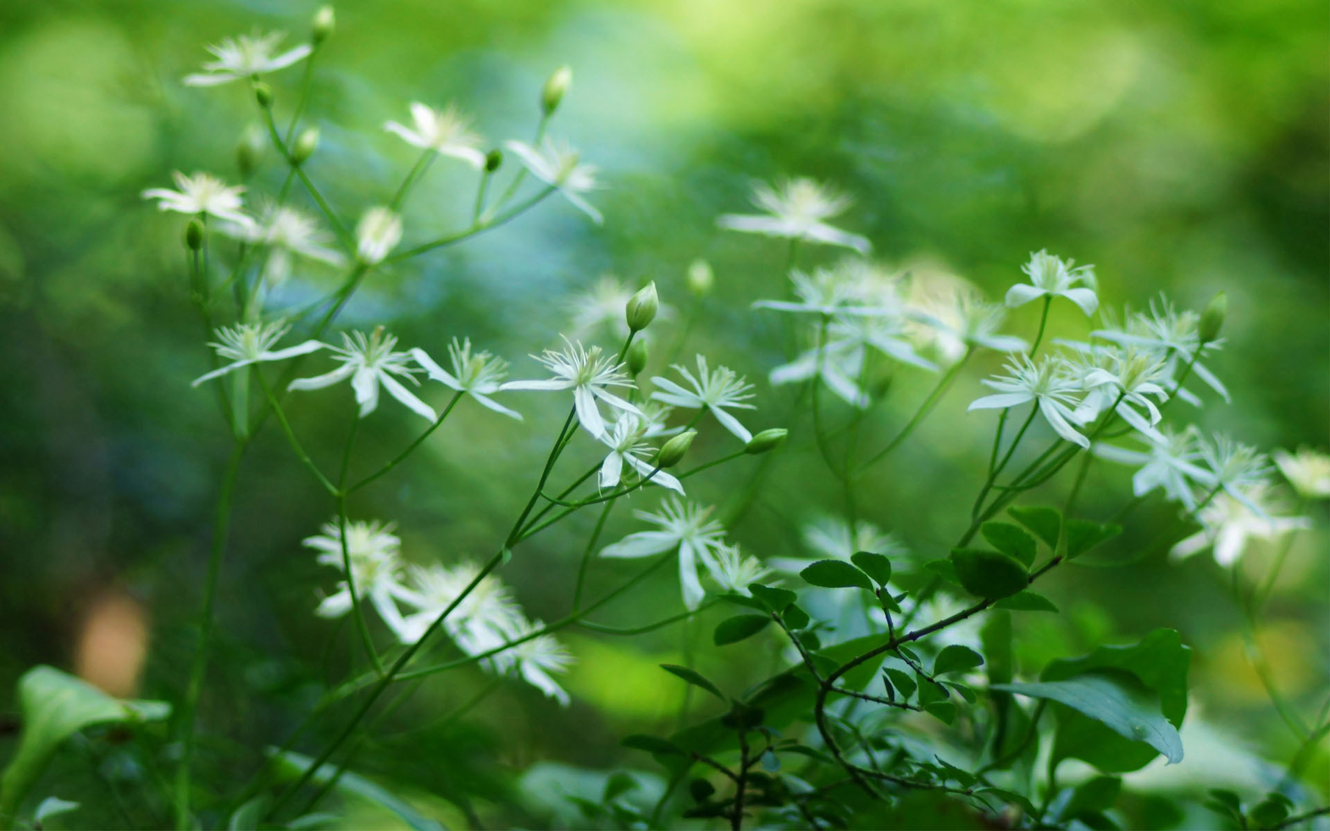 Téléchargez gratuitement l'image Fleurs, La Nature, Fleur, Terre/nature sur le bureau de votre PC