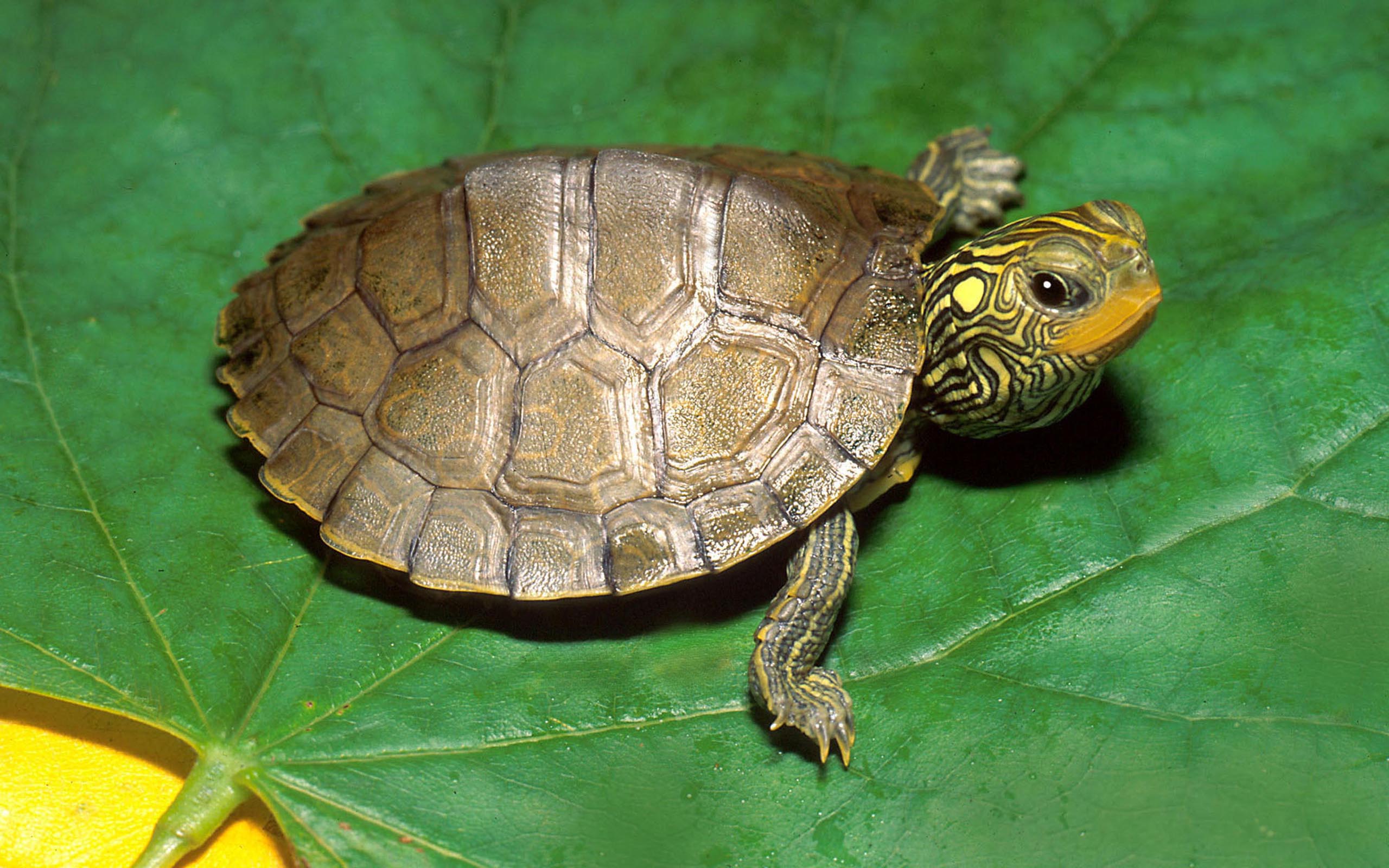 Download mobile wallpaper Turtle, Turtles, Animal for free.