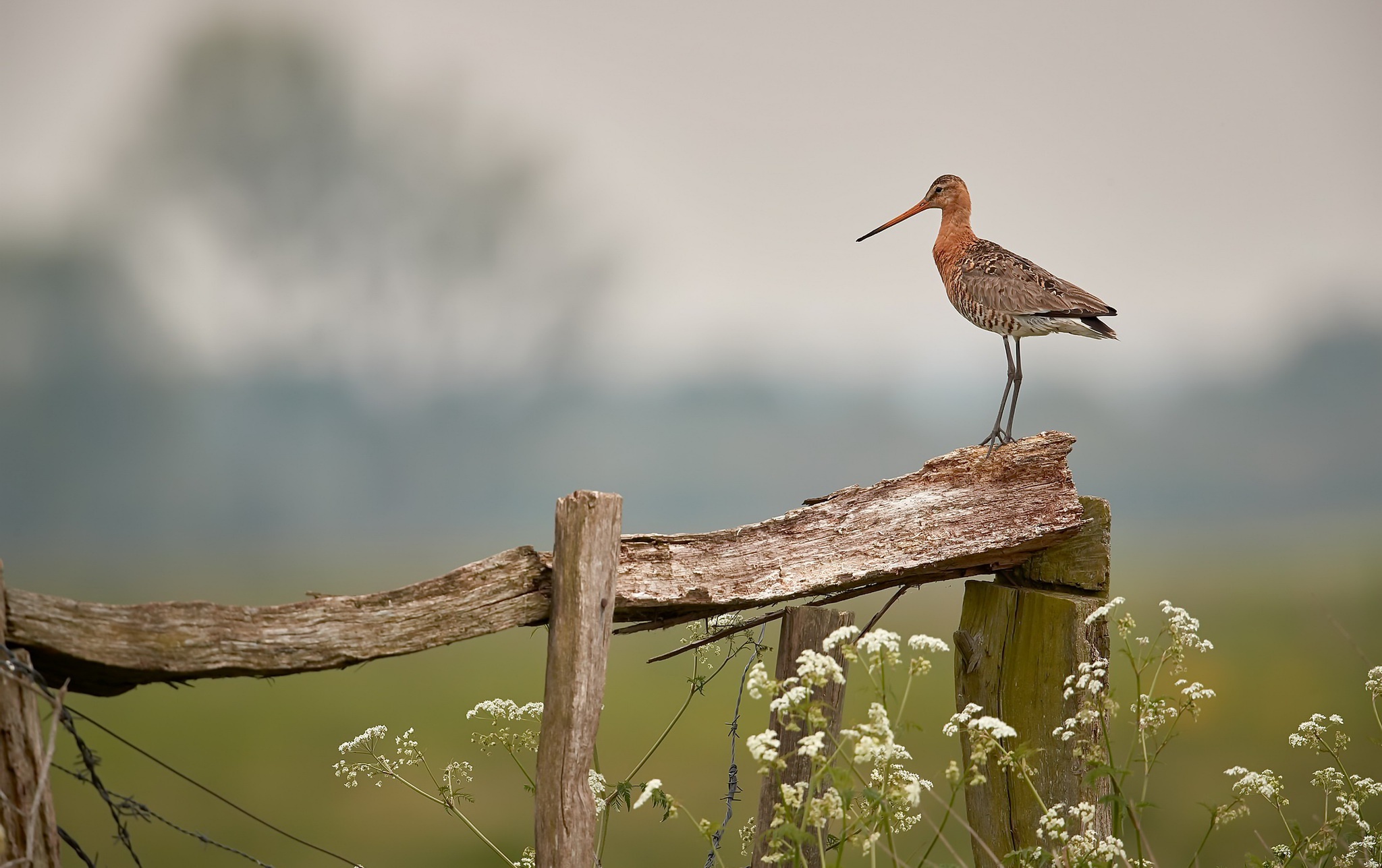 Baixe gratuitamente a imagem Animais, Aves, Pássaro na área de trabalho do seu PC