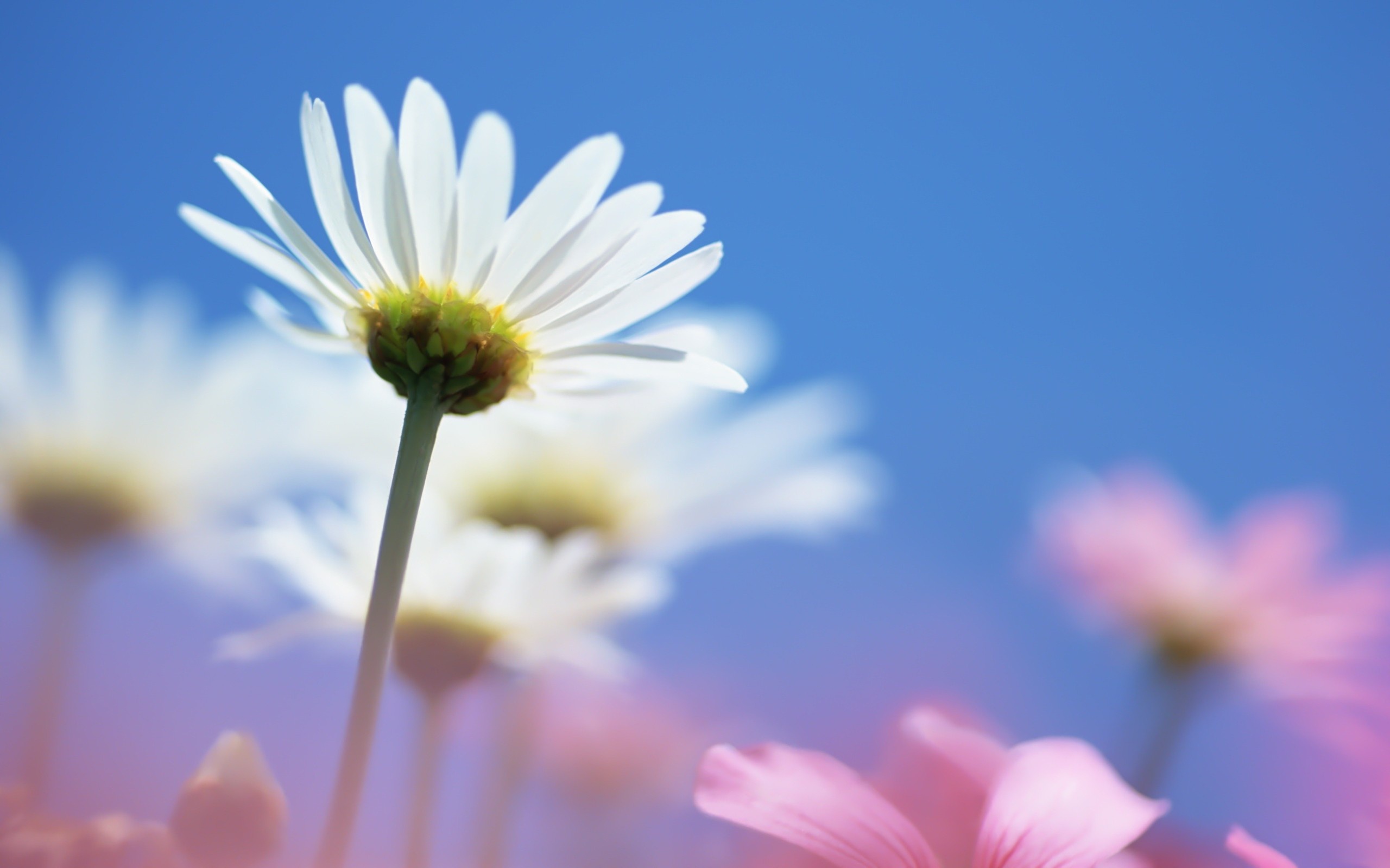 Descarga gratis la imagen Flores, Flor, Tierra/naturaleza en el escritorio de tu PC