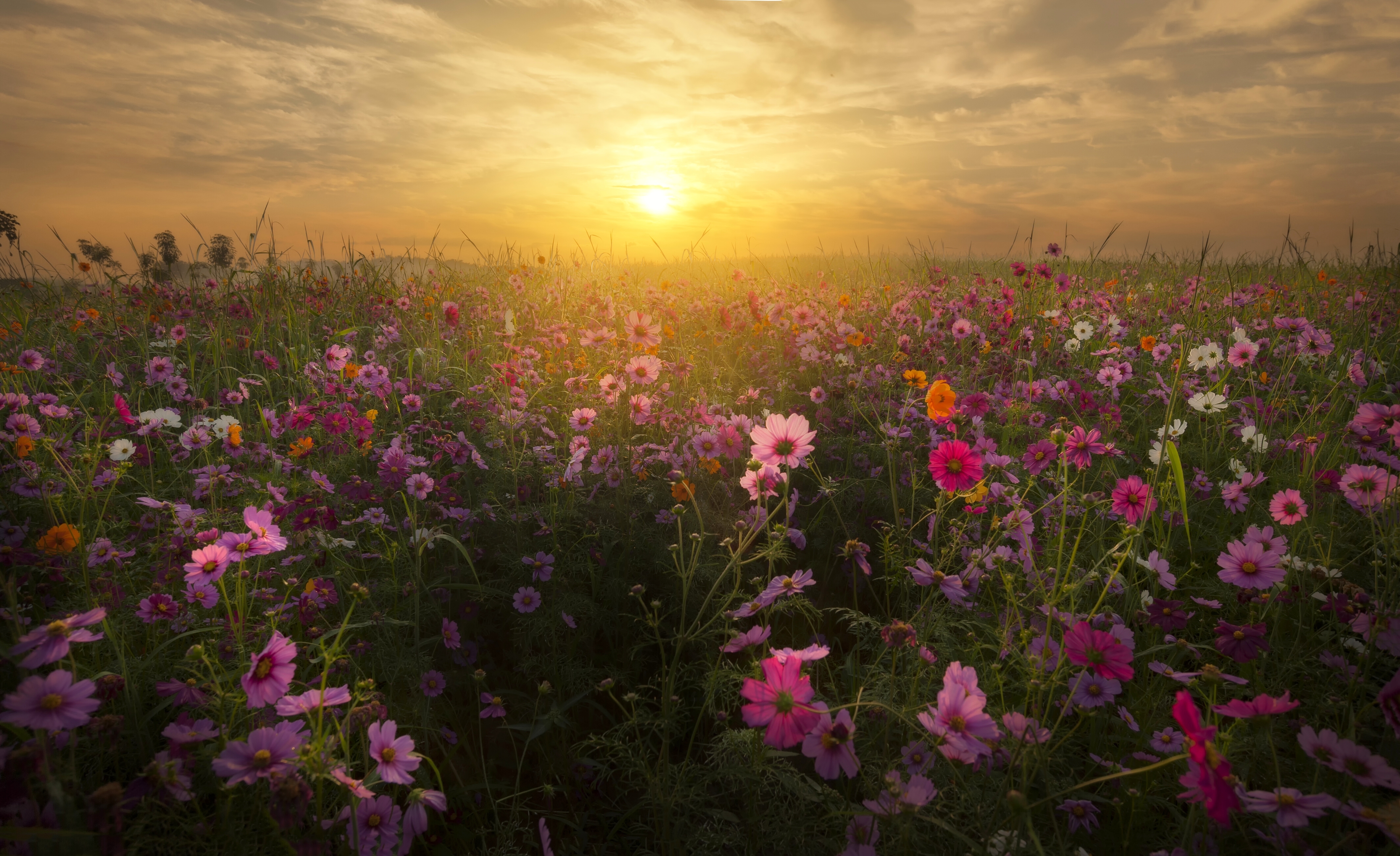 Download mobile wallpaper Nature, Flowers, Sunset, Flower, Earth, Field, Cloud, Pink Flower for free.