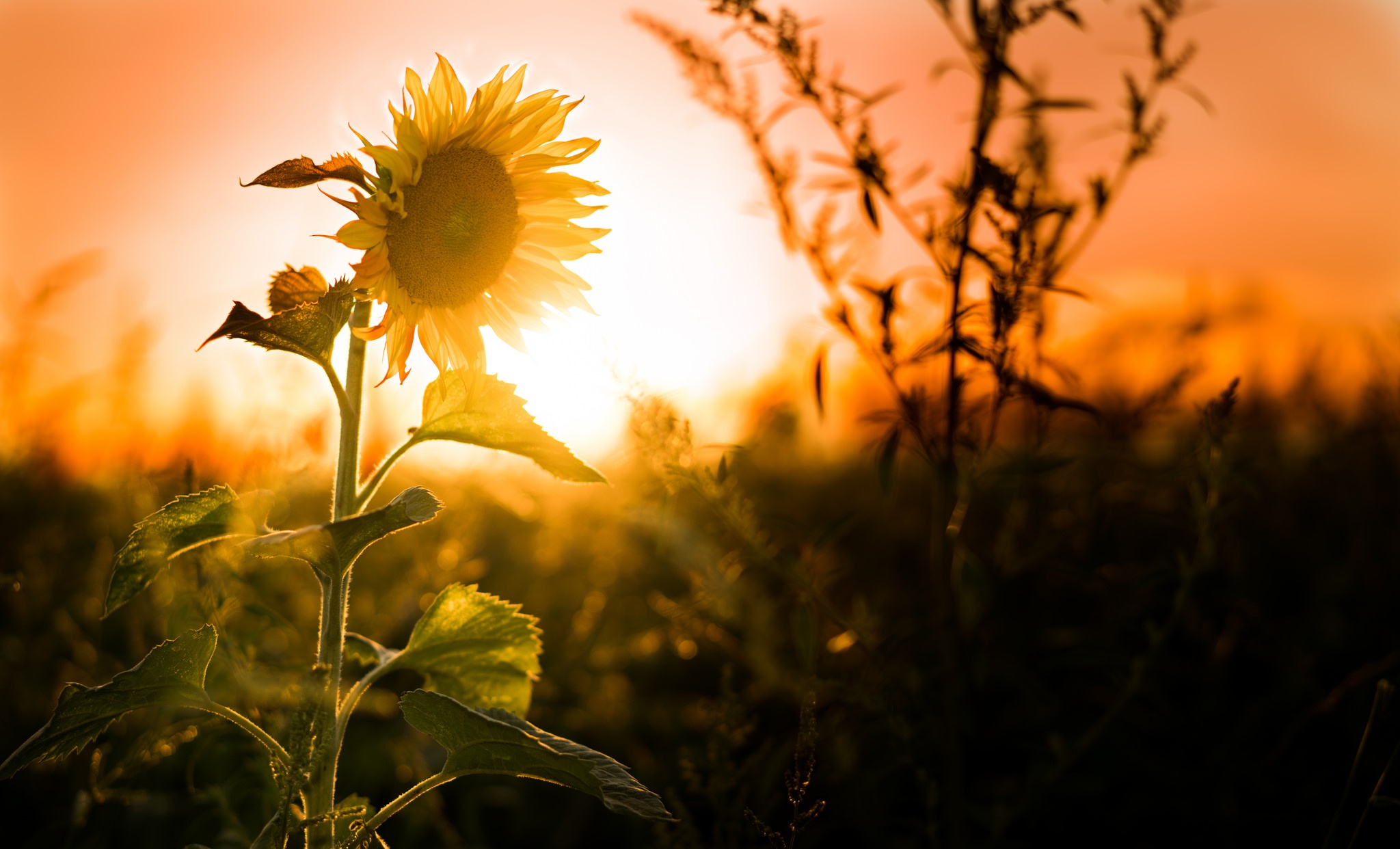 Laden Sie das Natur, Blumen, Sommer, Blume, Sonnenblume, Sonnenuntergang, Erde/natur, Tiefenschärfe-Bild kostenlos auf Ihren PC-Desktop herunter
