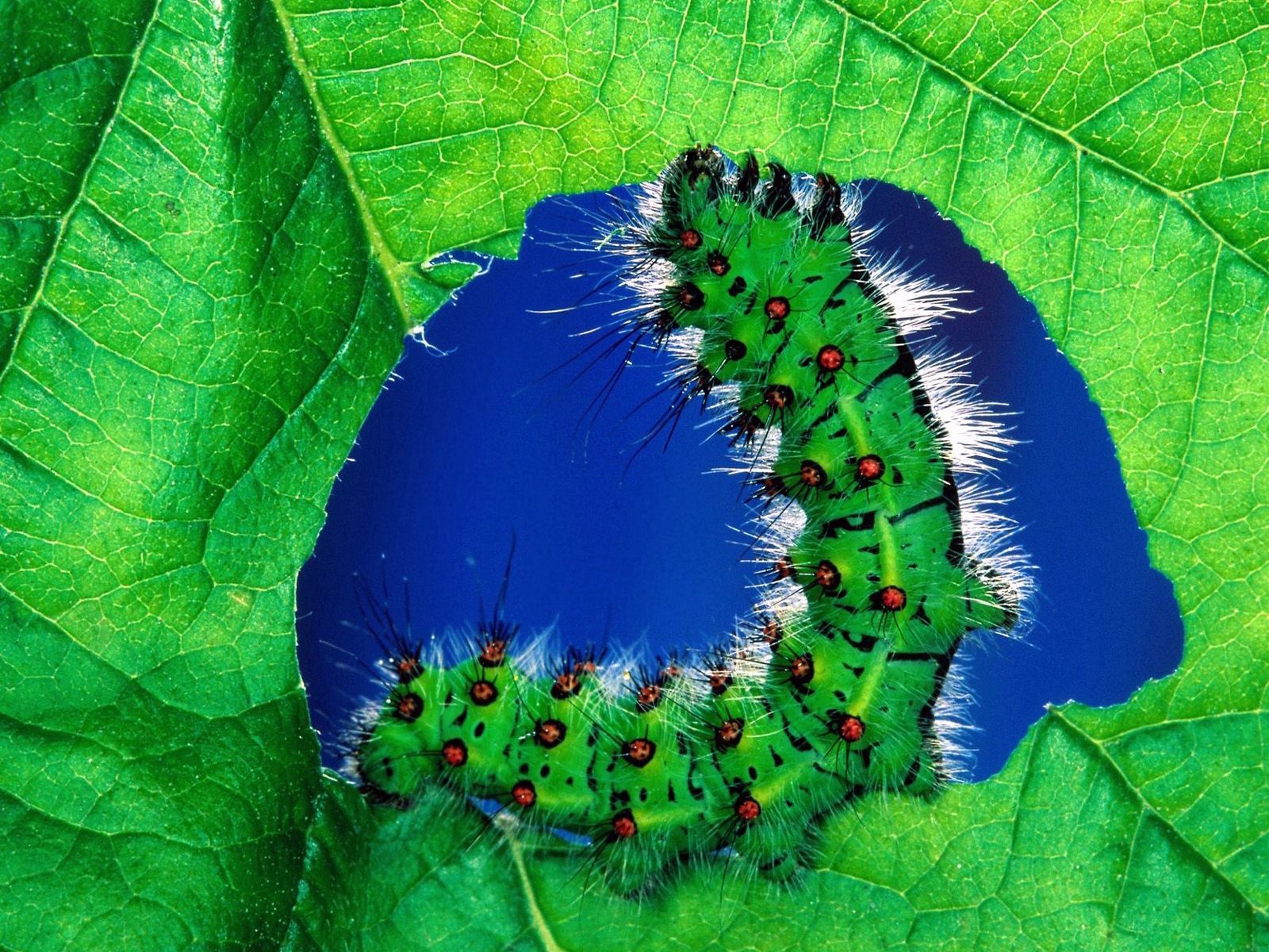 Download mobile wallpaper Caterpillar, Sheet, Grass, Leaf, Macro, Color for free.