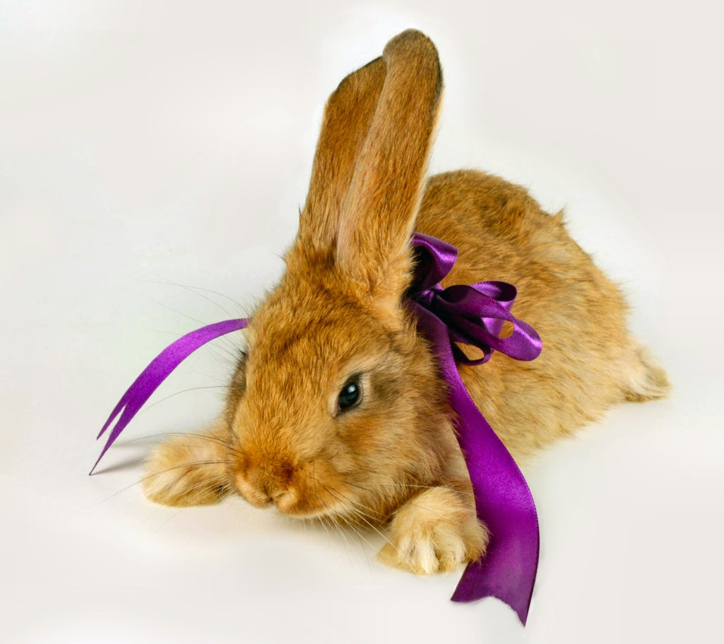 Laden Sie das Tiere, Ostern, Hase, Ferien, Feiertag-Bild kostenlos auf Ihren PC-Desktop herunter