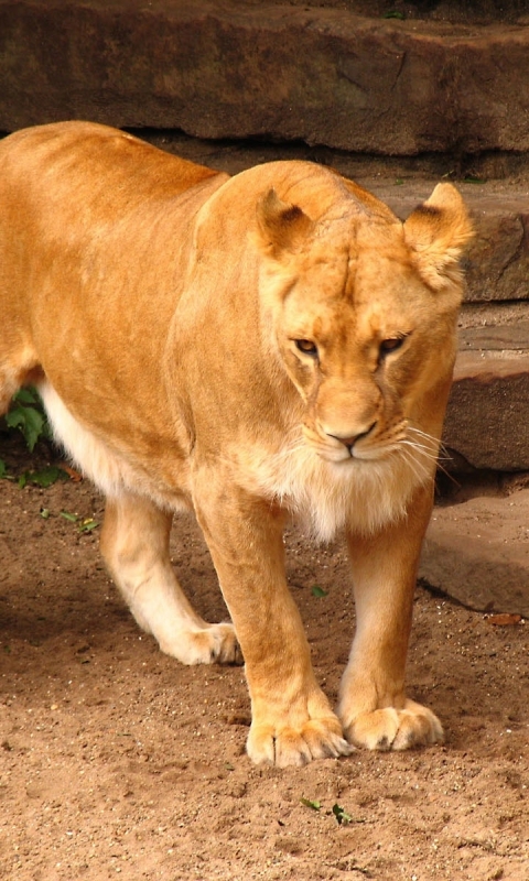 Téléchargez des papiers peints mobile Animaux, Chats, Lion gratuitement.