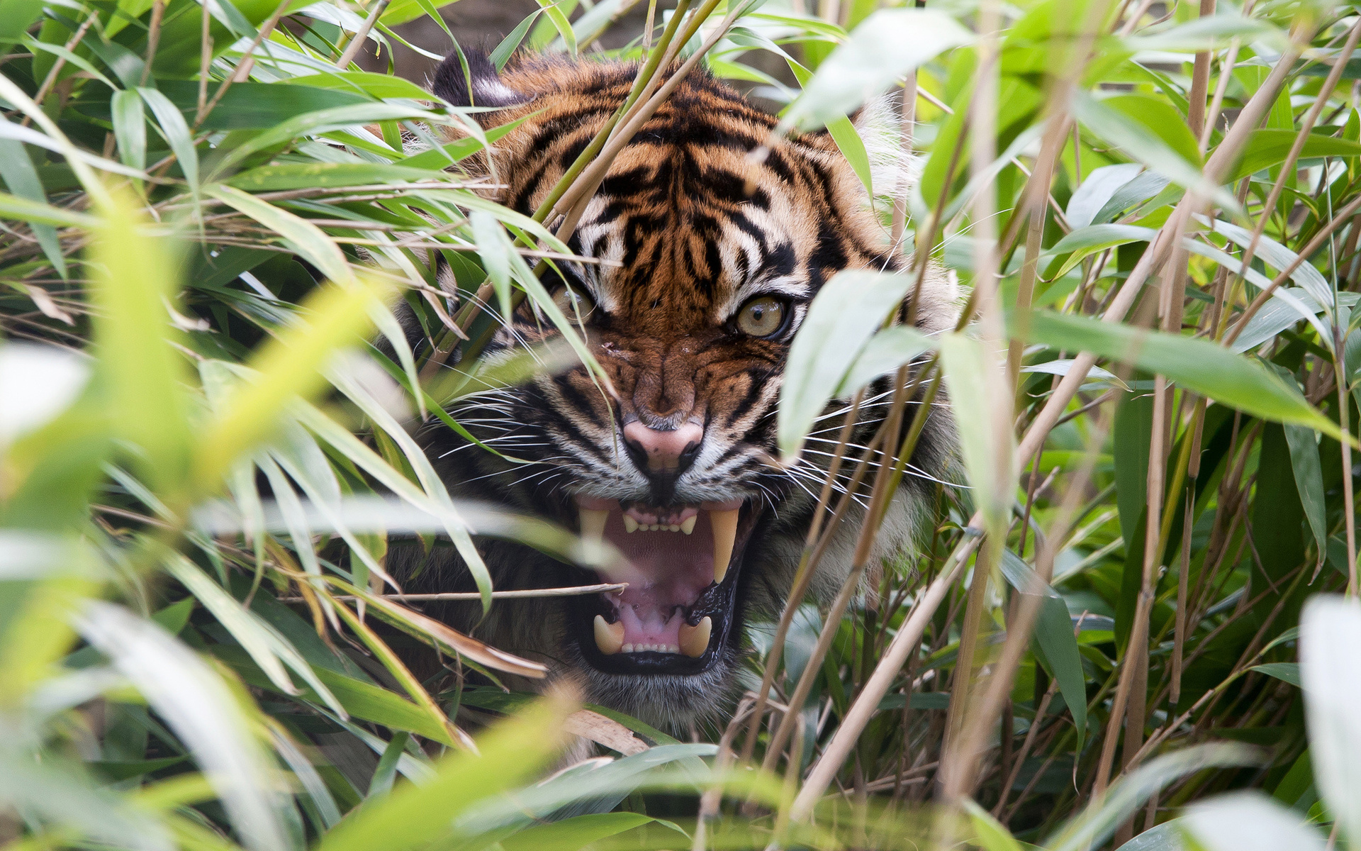 Laden Sie das Tiere, Tiger-Bild kostenlos auf Ihren PC-Desktop herunter