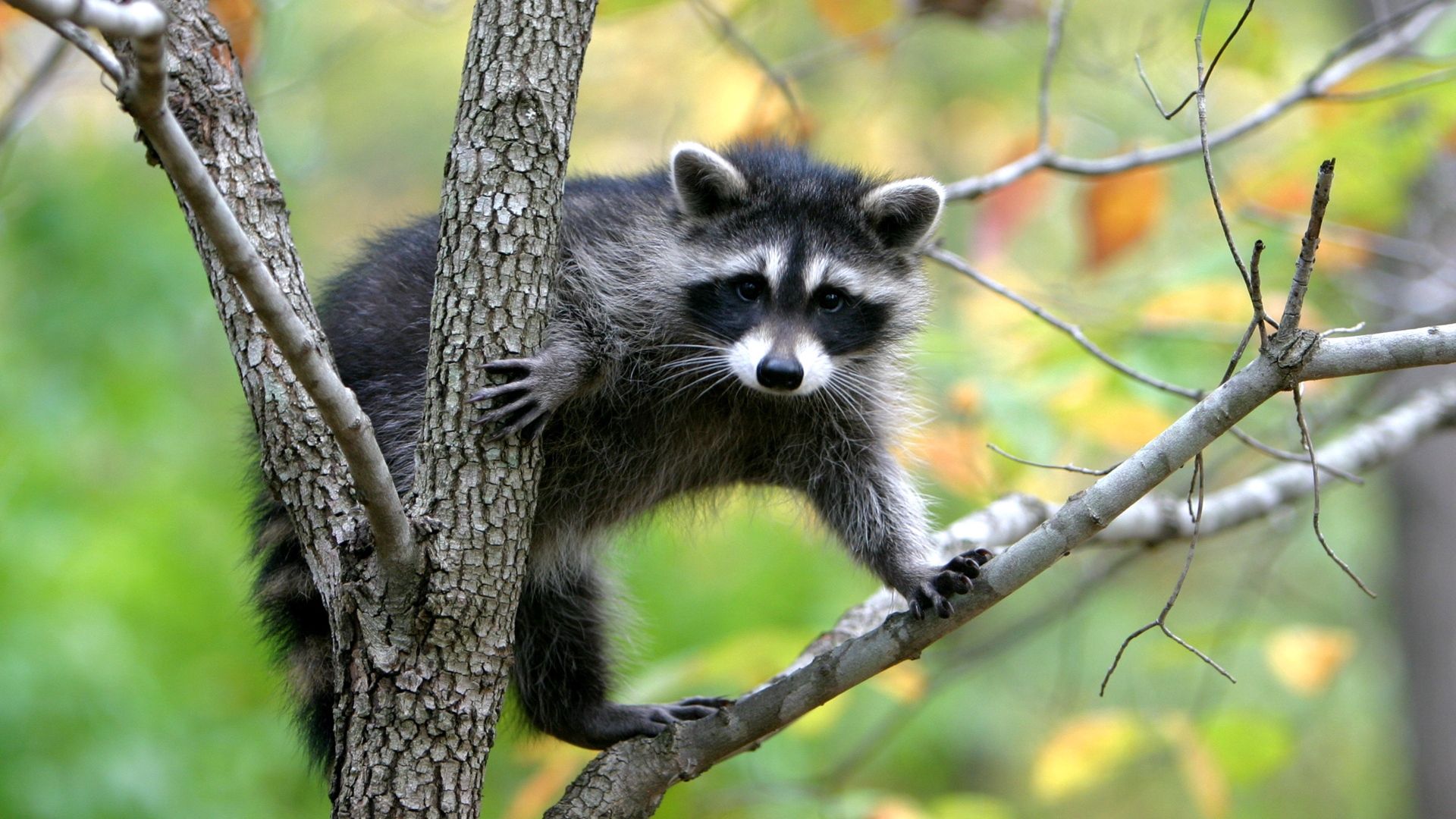 Download mobile wallpaper Animals, Climb, Branches, Trees, Animal, Raccoon for free.