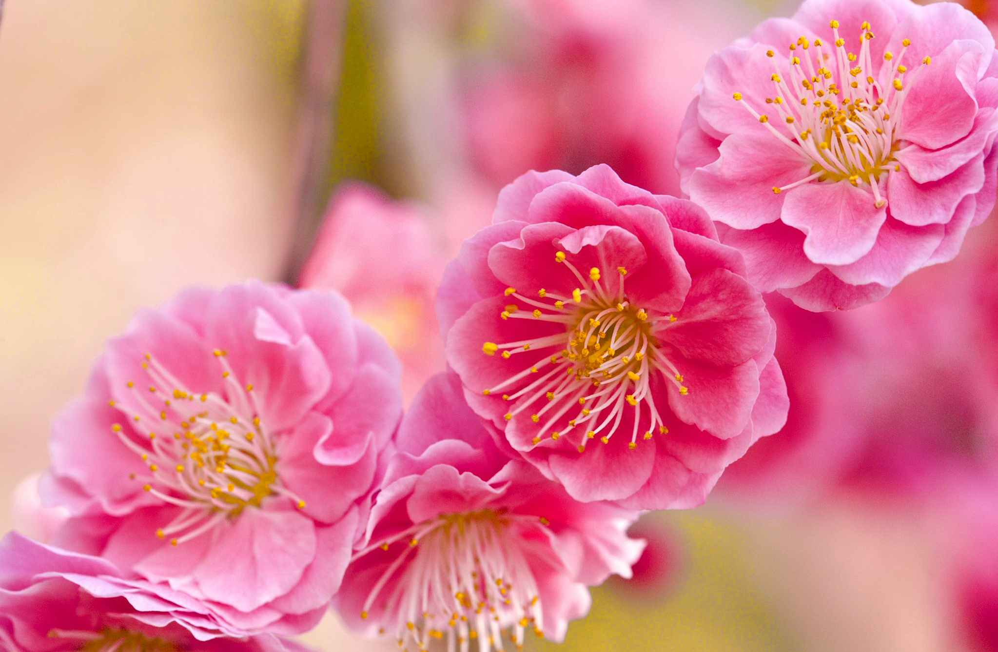 Free download wallpaper Flowers, Flower, Earth, Blossom, Pink Flower on your PC desktop