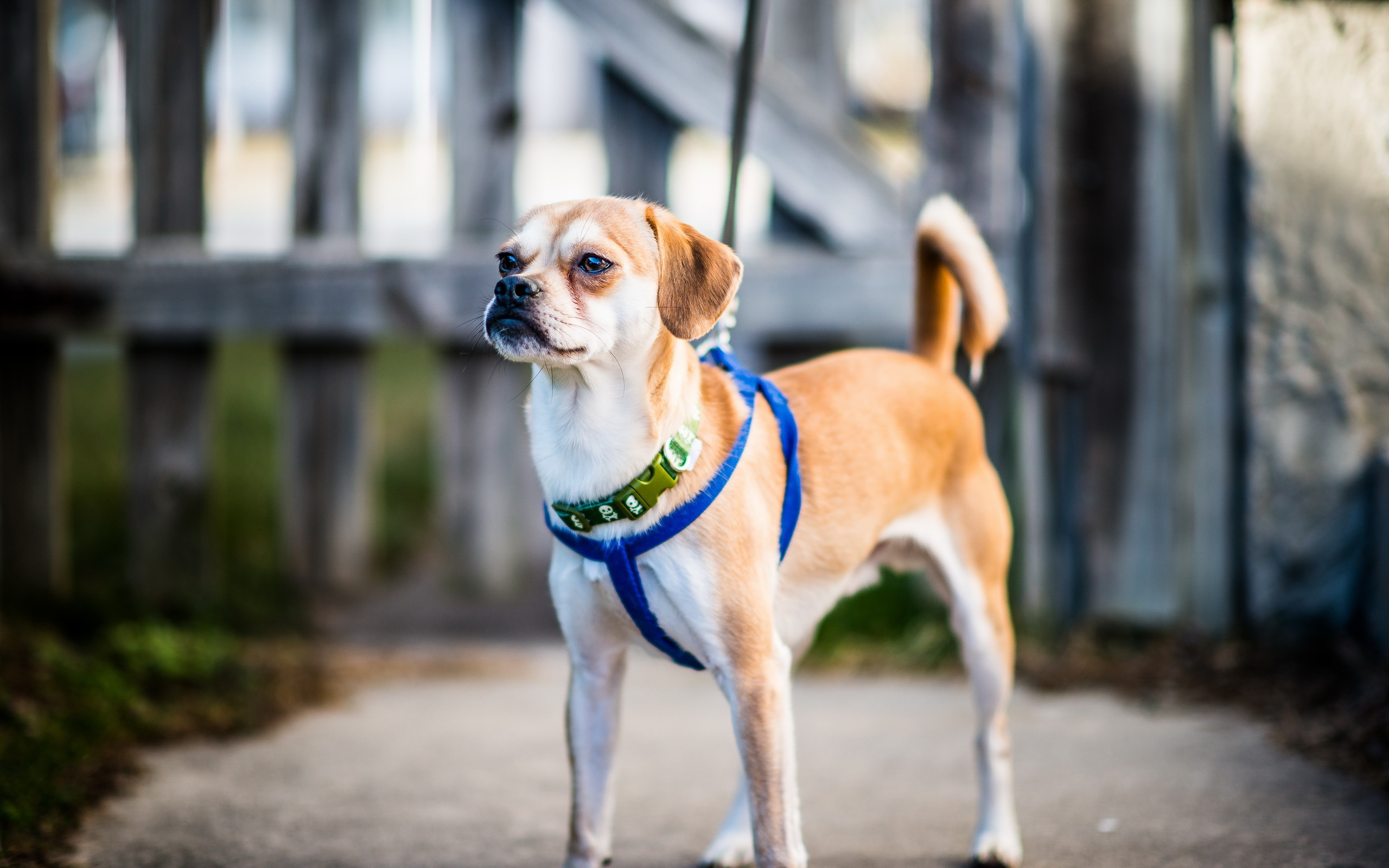 Baixar papel de parede para celular de Animais, Cães, Cão gratuito.