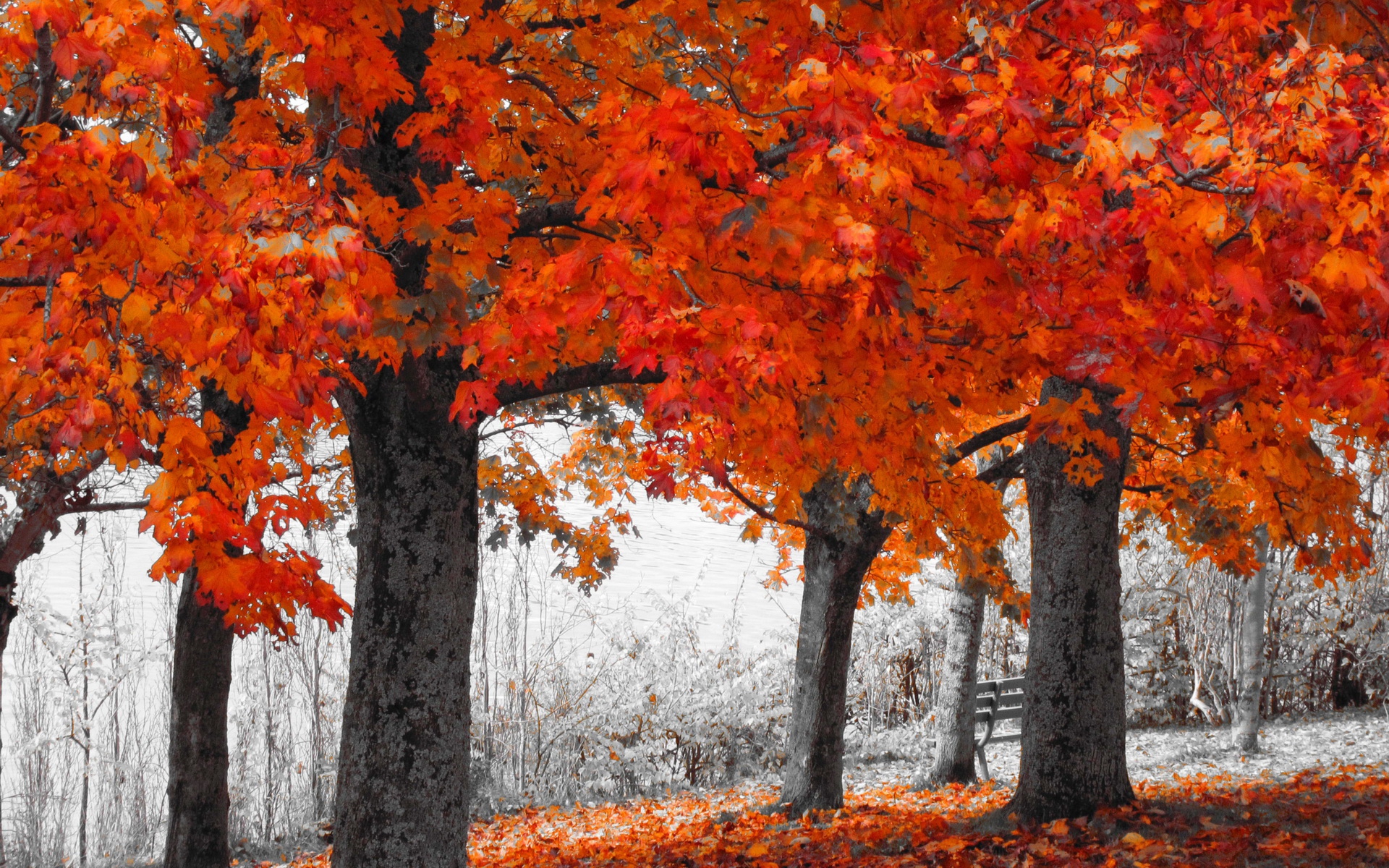 Laden Sie das Park, Fotografie-Bild kostenlos auf Ihren PC-Desktop herunter