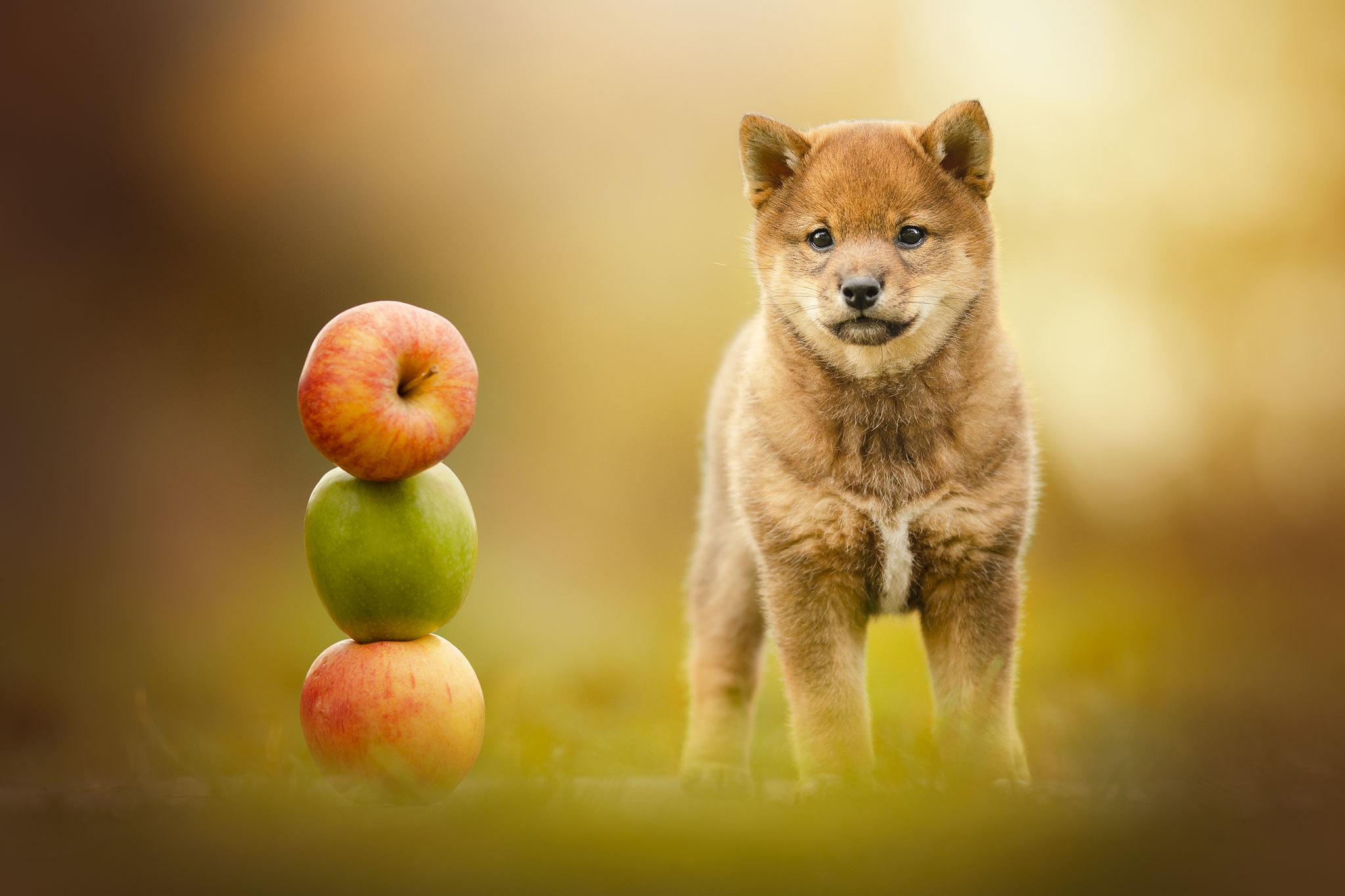 Handy-Wallpaper Tiere, Hunde, Hund, Welpen, Apfel, Shiba Inu, Tierbaby kostenlos herunterladen.