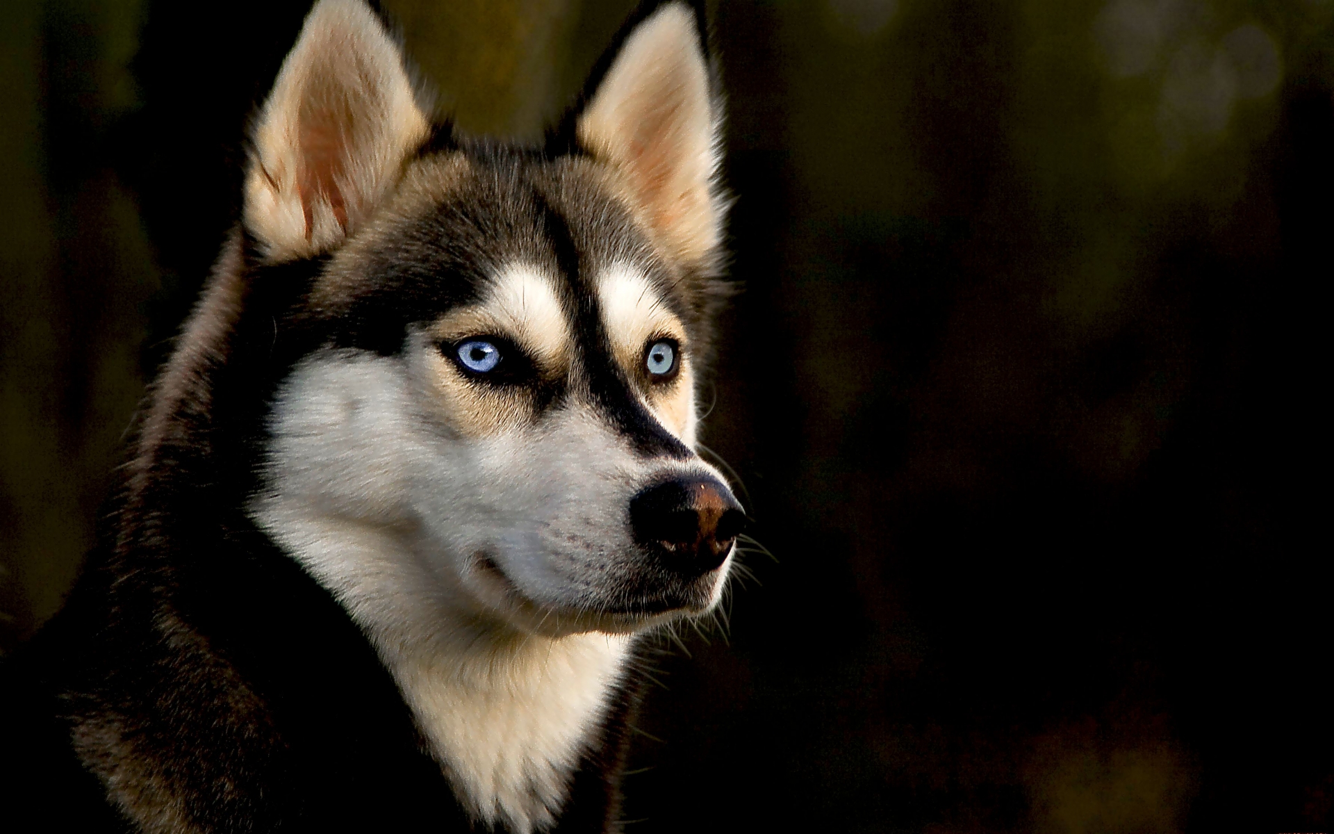 Die besten Sibirischer Husky-Hintergründe für den Telefonbildschirm