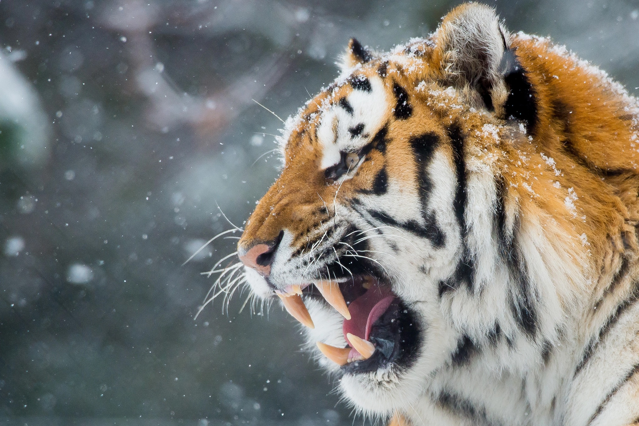 PCデスクトップに動物, 猫, 虎, 咆哮, 降雪画像を無料でダウンロード