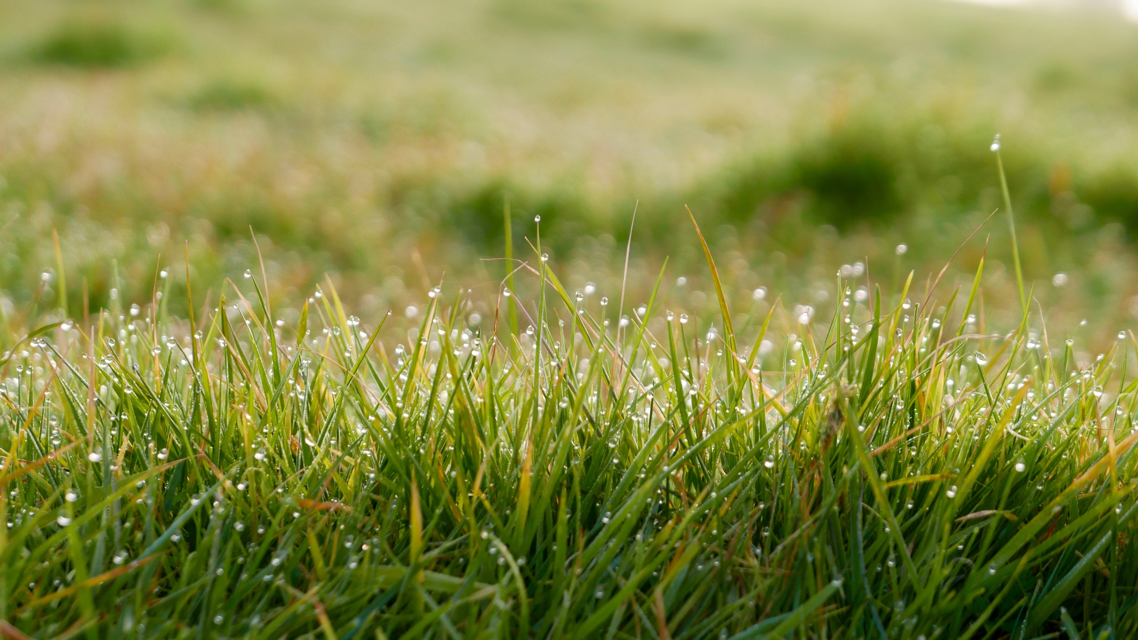 Download mobile wallpaper Nature, Grass, Blur, Close Up, Earth, Dew Drop for free.