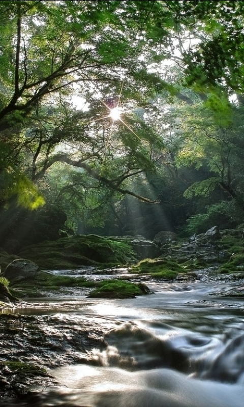 Handy-Wallpaper Landschaft, Natur, Wald, Baum, Strom, Erde/natur kostenlos herunterladen.