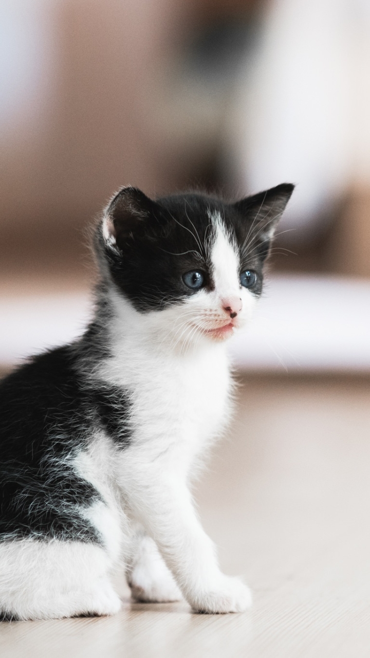 Download mobile wallpaper Cats, Cat, Kitten, Animal, Baby Animal, Depth Of Field for free.