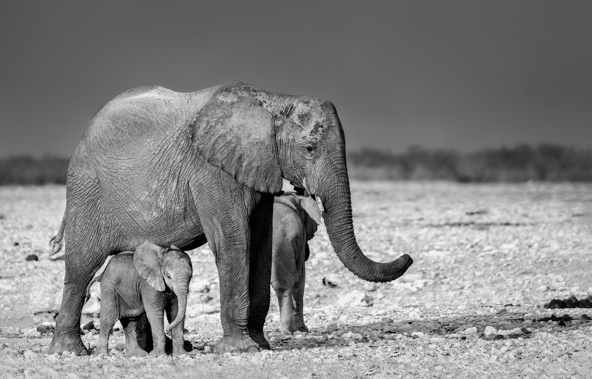 Handy-Wallpaper Tiere, Schwarz Weiß, Elefanten, Afrikanischer Elefant, Tierbaby kostenlos herunterladen.