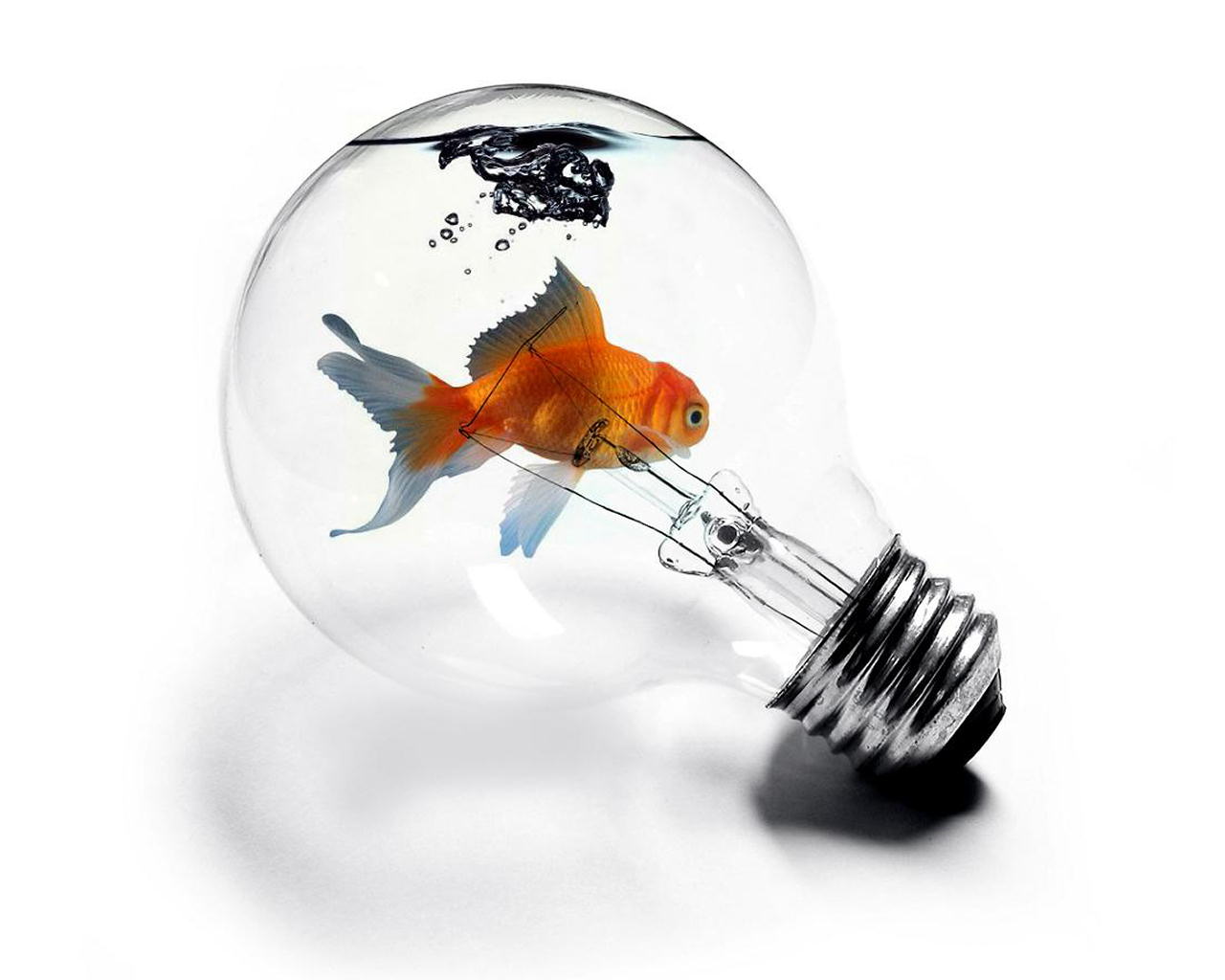 goldfish, fish, light bulb, animal