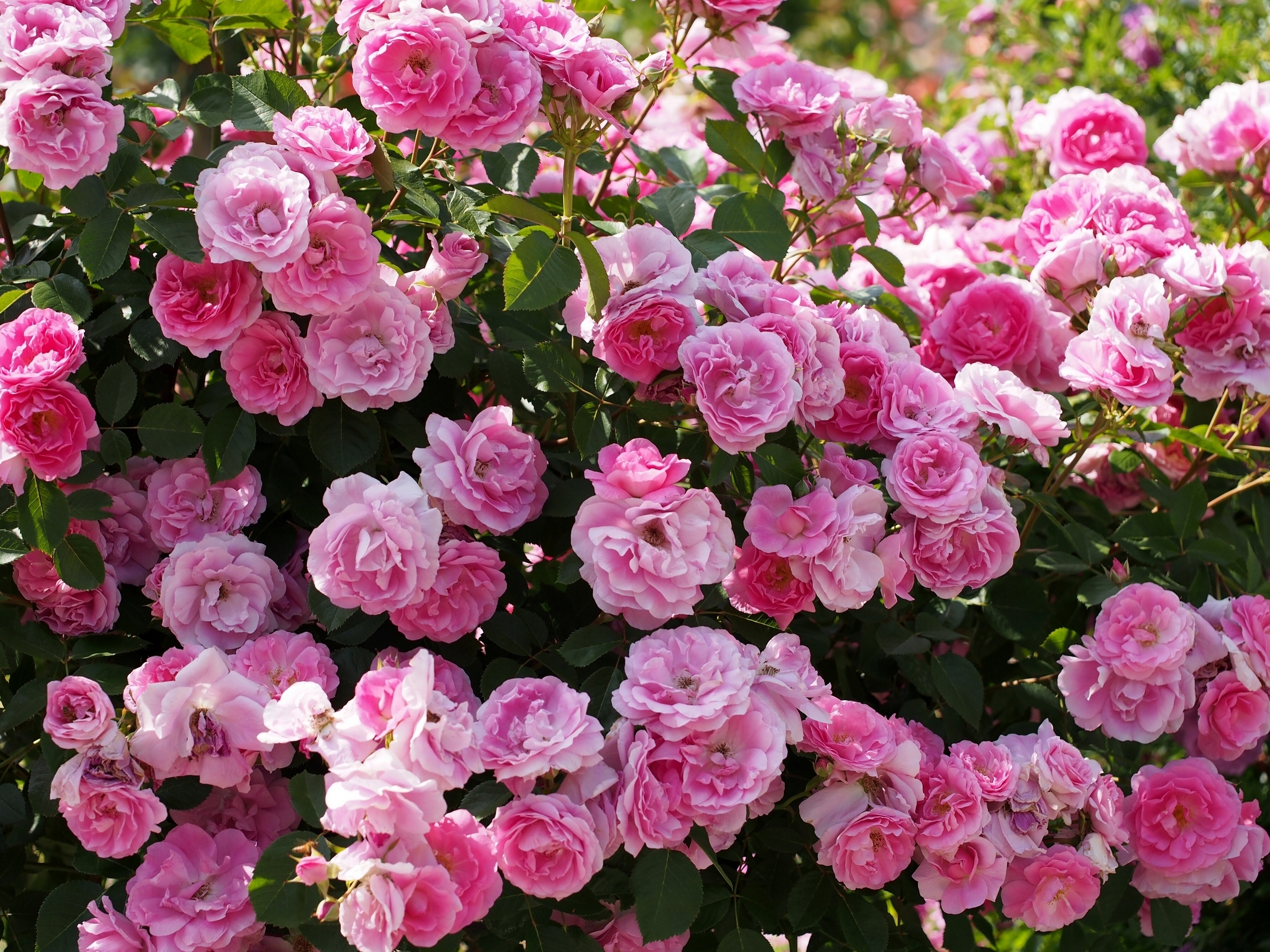 Скачать картинку Цветок, Роза, Земля/природа, Розовый Цветок, Розовая Роза, Розовый Куст, Флауэрсы в телефон бесплатно.