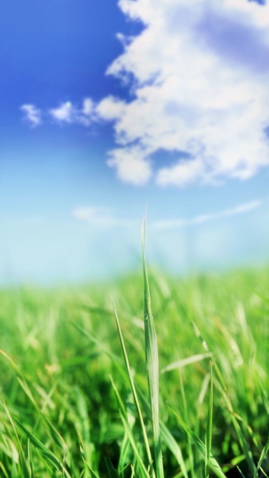 Download mobile wallpaper Grass, Sky, Earth, Field, Cloud for free.