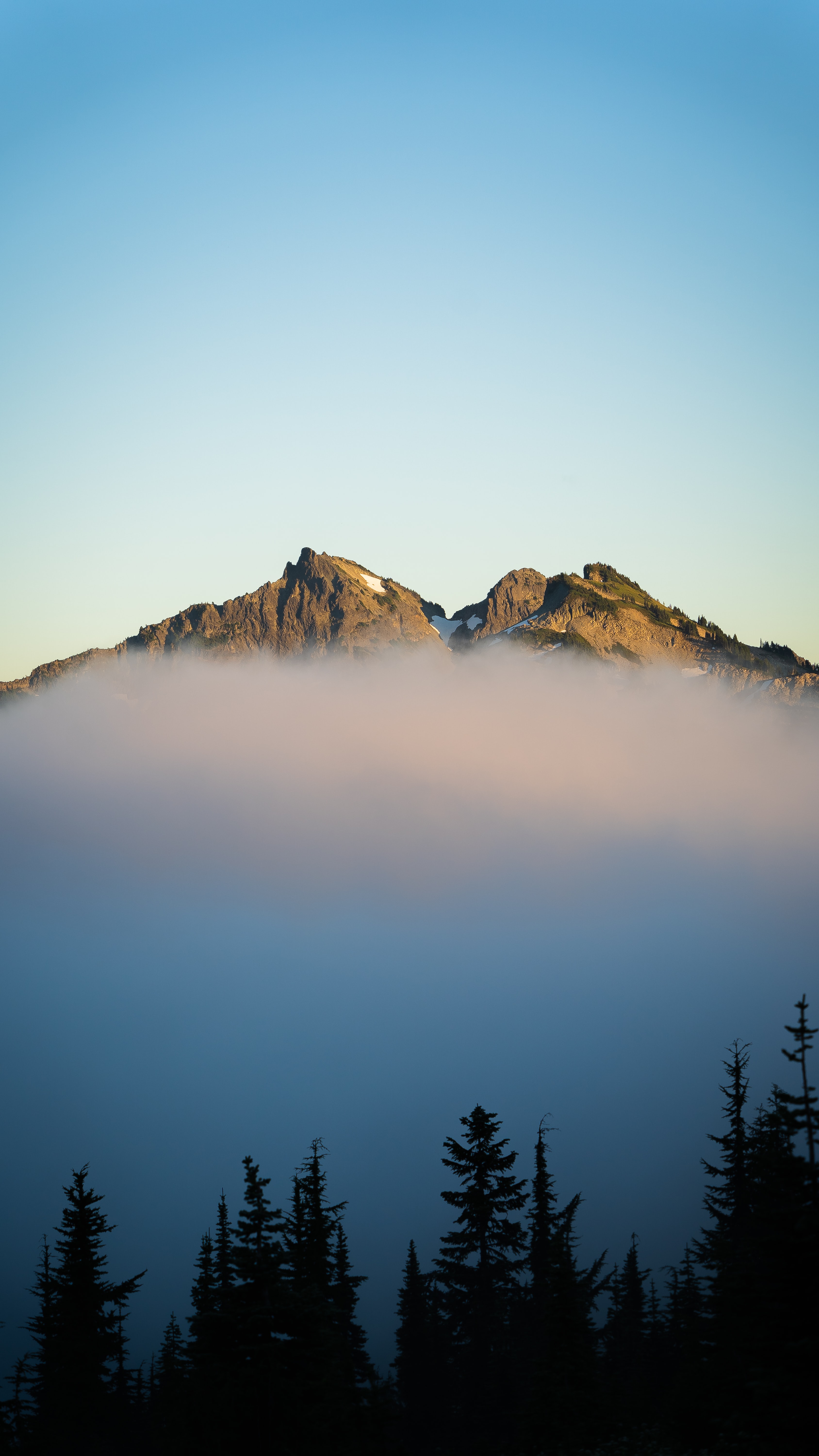 fir, nature, sky, mountains, fog, spruce