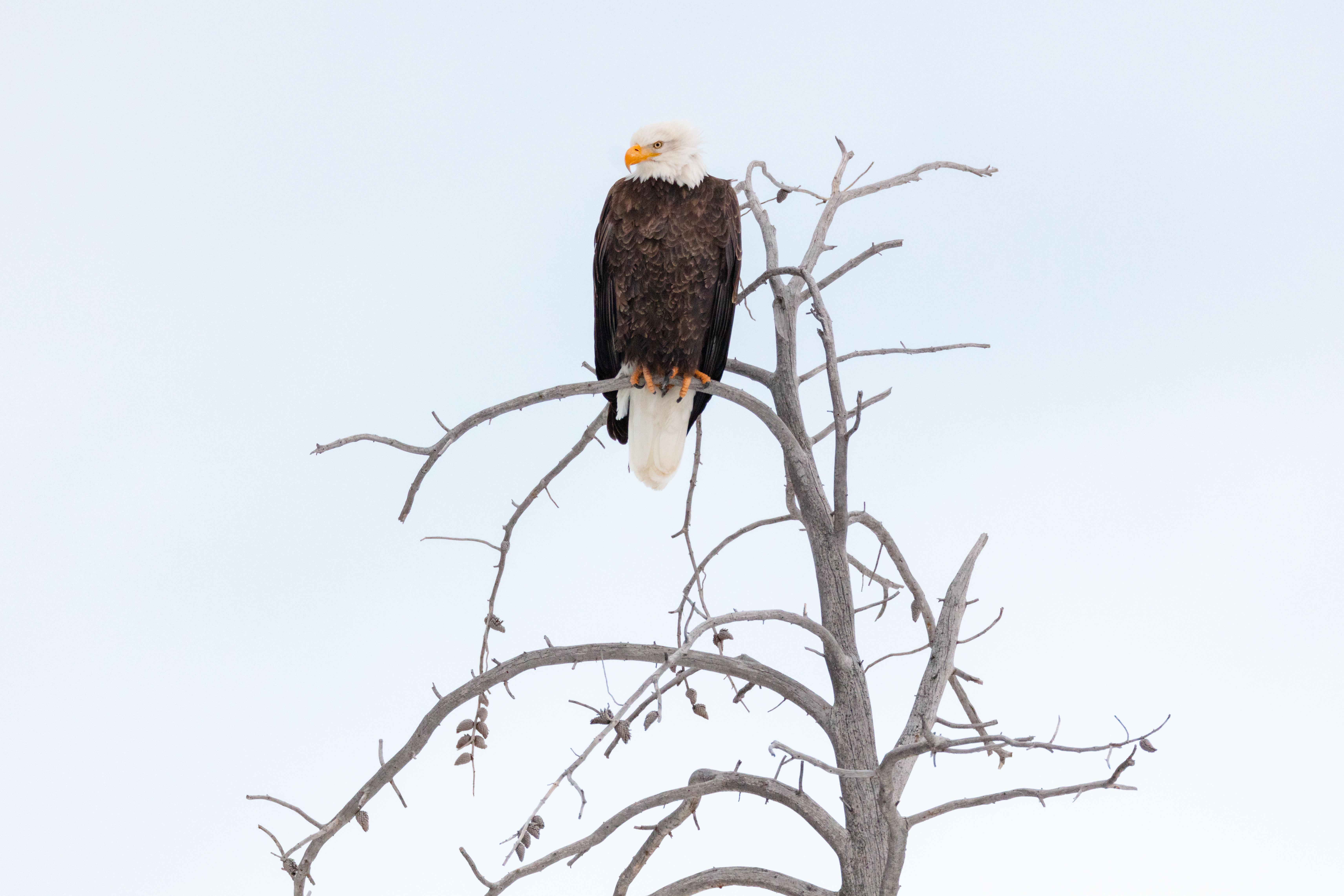 Free download wallpaper Animals, Branch, Feather, Beak, Eagle on your PC desktop