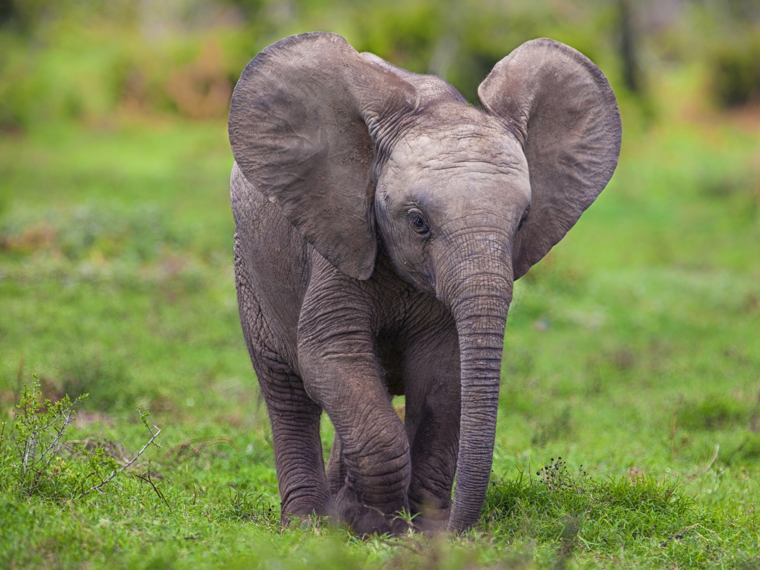 Descarga gratuita de fondo de pantalla para móvil de Animales, Elefante Africano De Sabana.