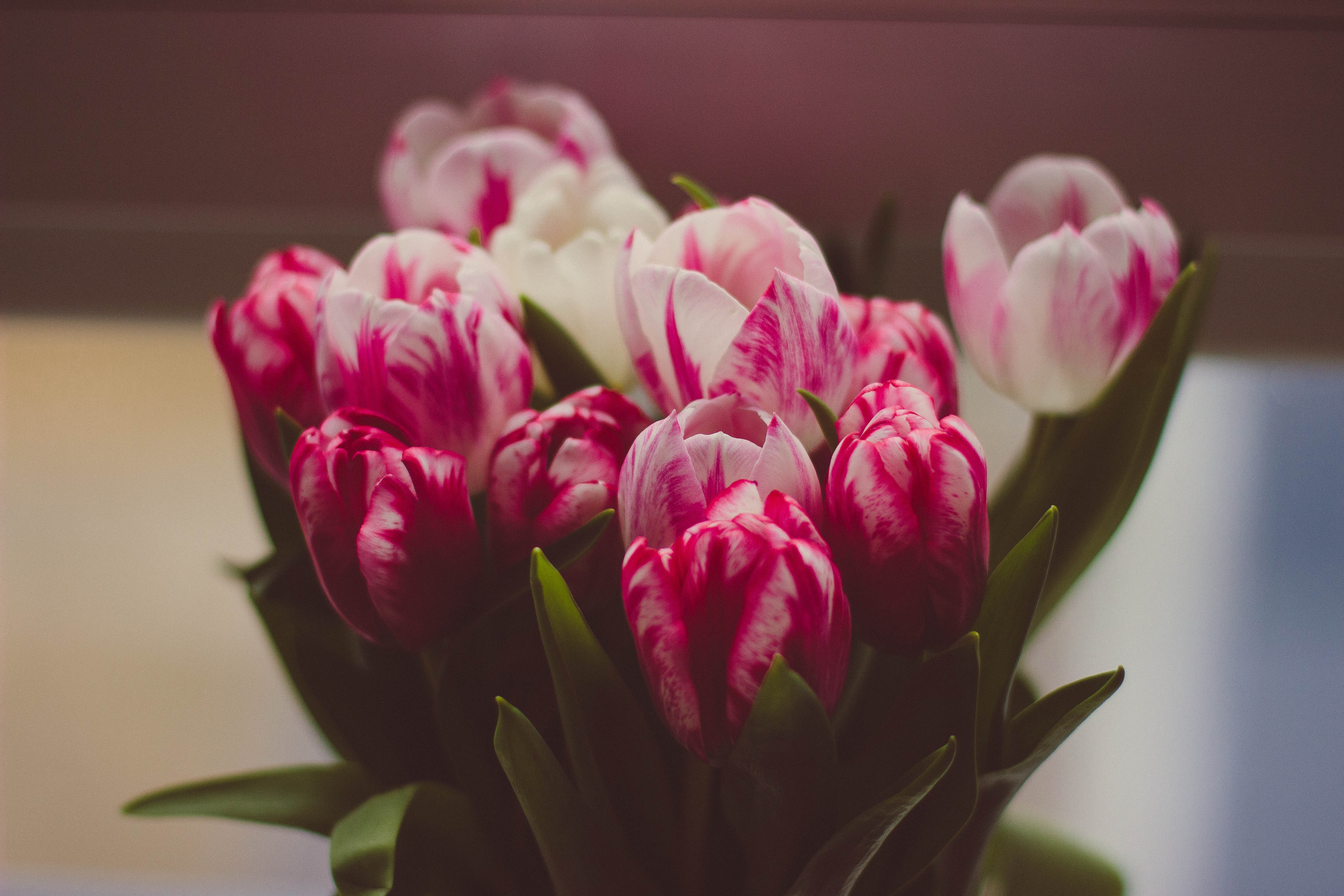 Download mobile wallpaper Bouquet, Flowers, Tenderness, Tulips for free.