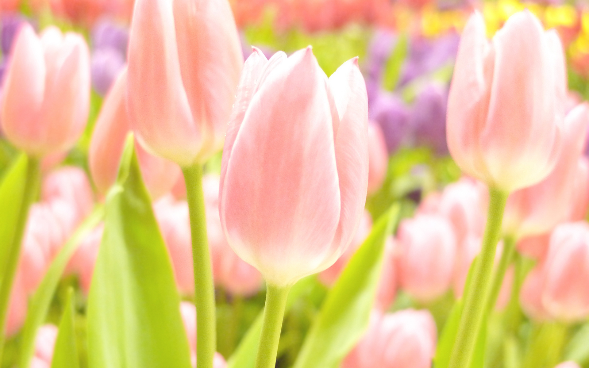 Free download wallpaper Tulip, Flowers, Flower, Earth on your PC desktop