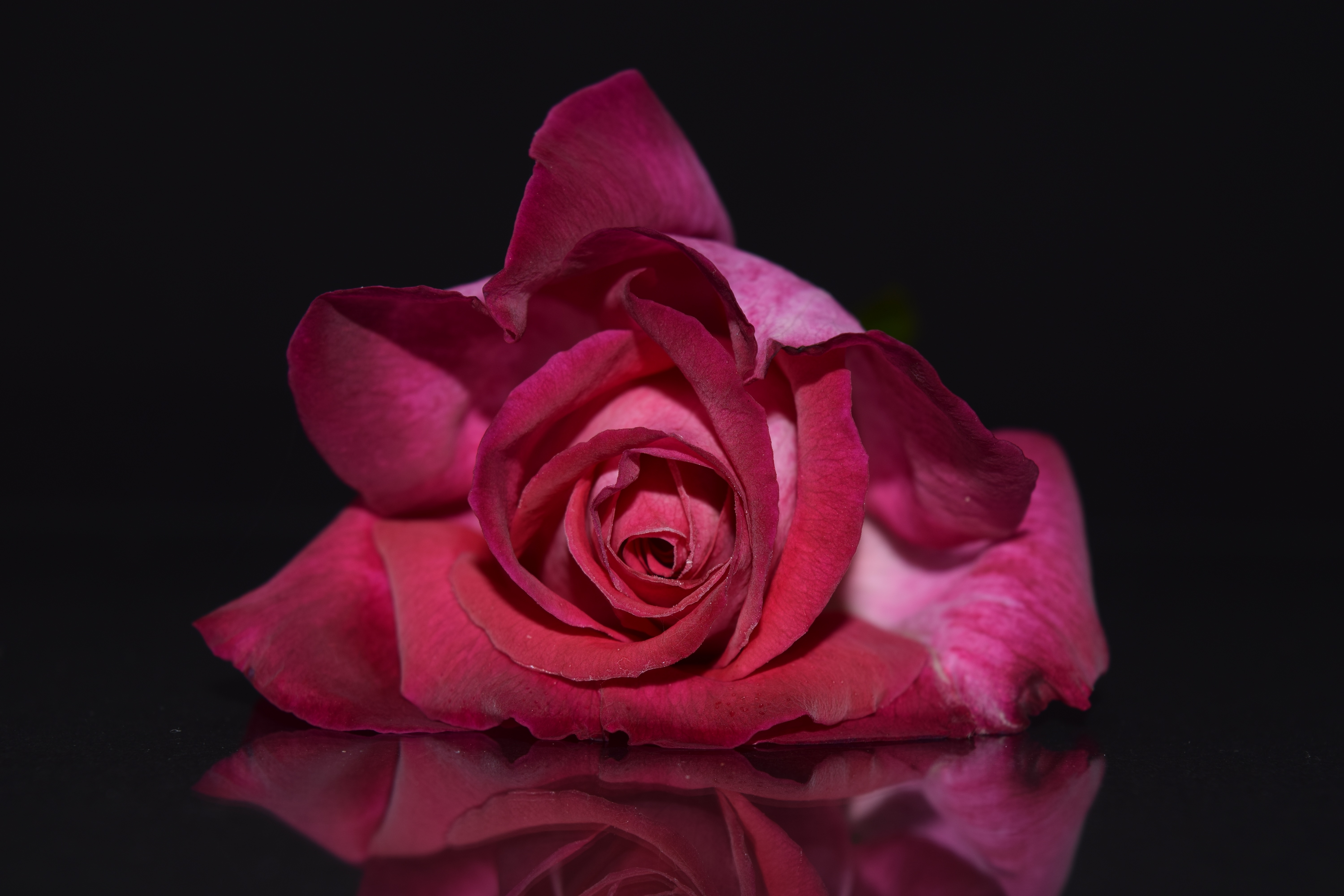 PCデスクトップに薔薇, 花びら, つぼみ, 蕾, バラの花, フラワーズ画像を無料でダウンロード
