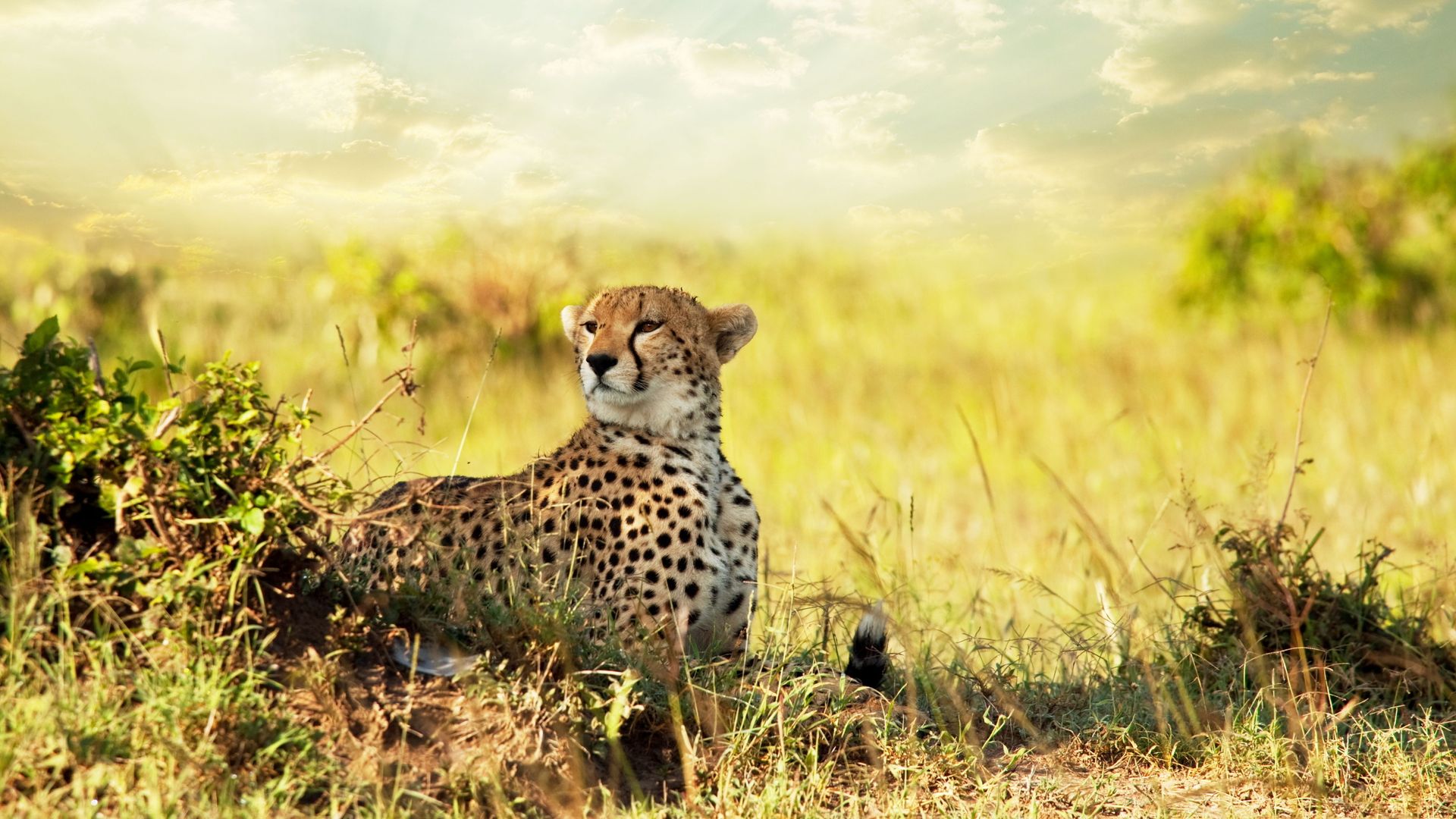 Download mobile wallpaper Cheetah, Animal for free.