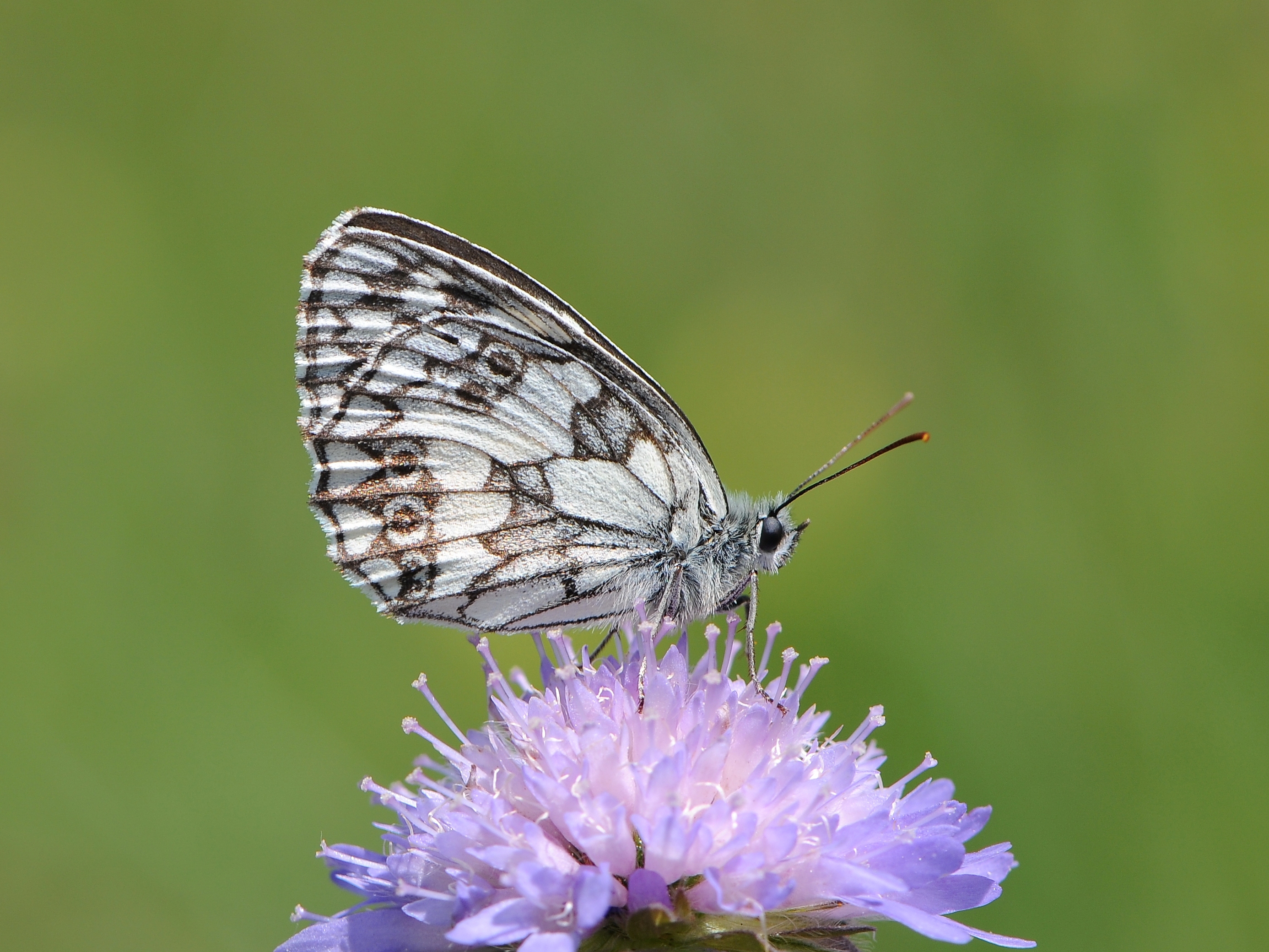 Download mobile wallpaper Butterfly, Animal, Marbled White for free.