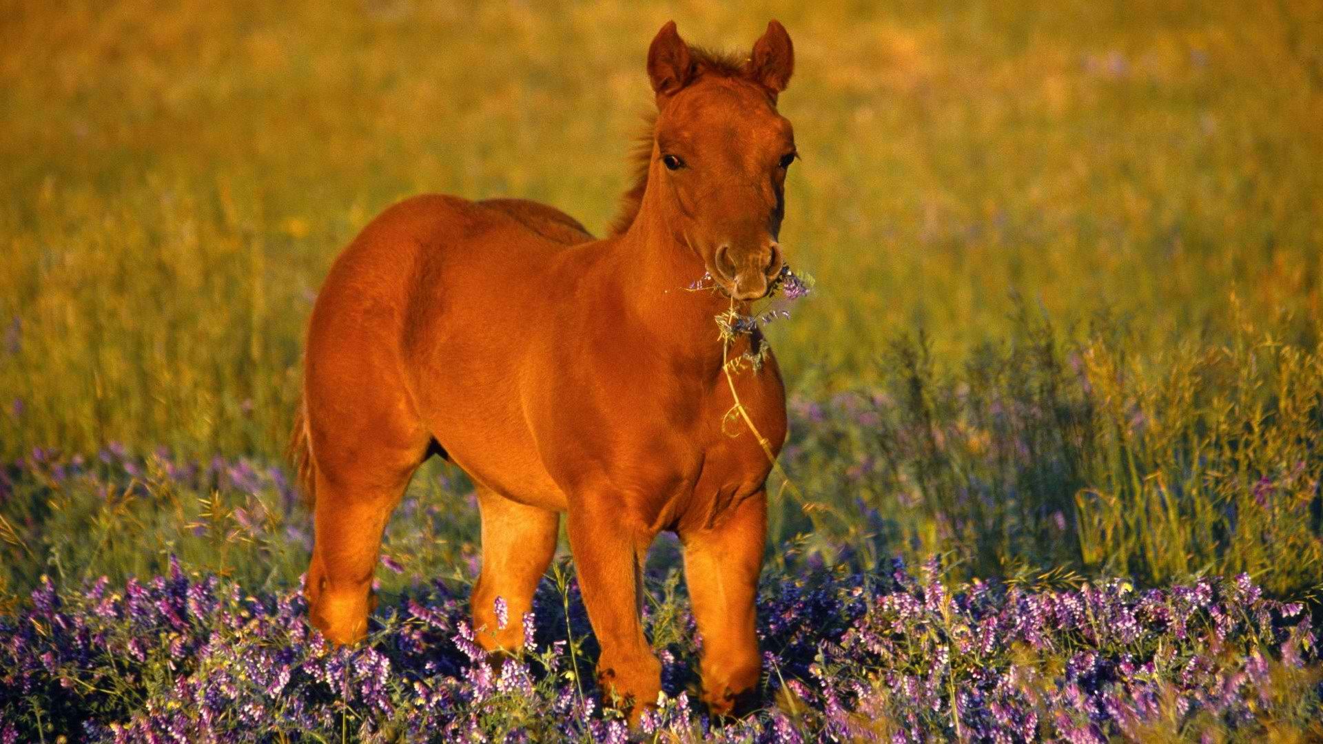 Free download wallpaper Animal, Horse on your PC desktop