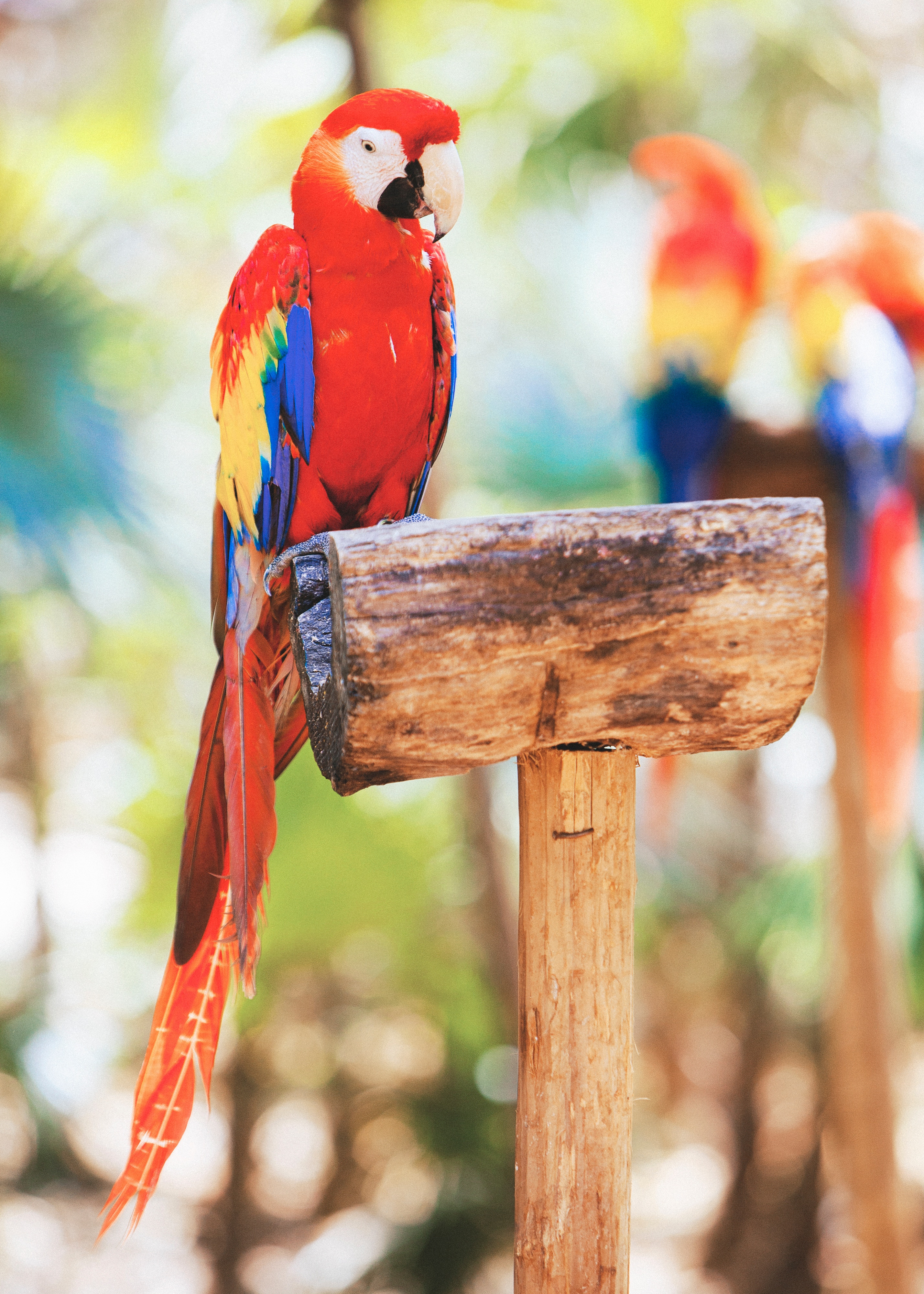 Free download wallpaper Macaw, Parrots, Bird, Animals on your PC desktop