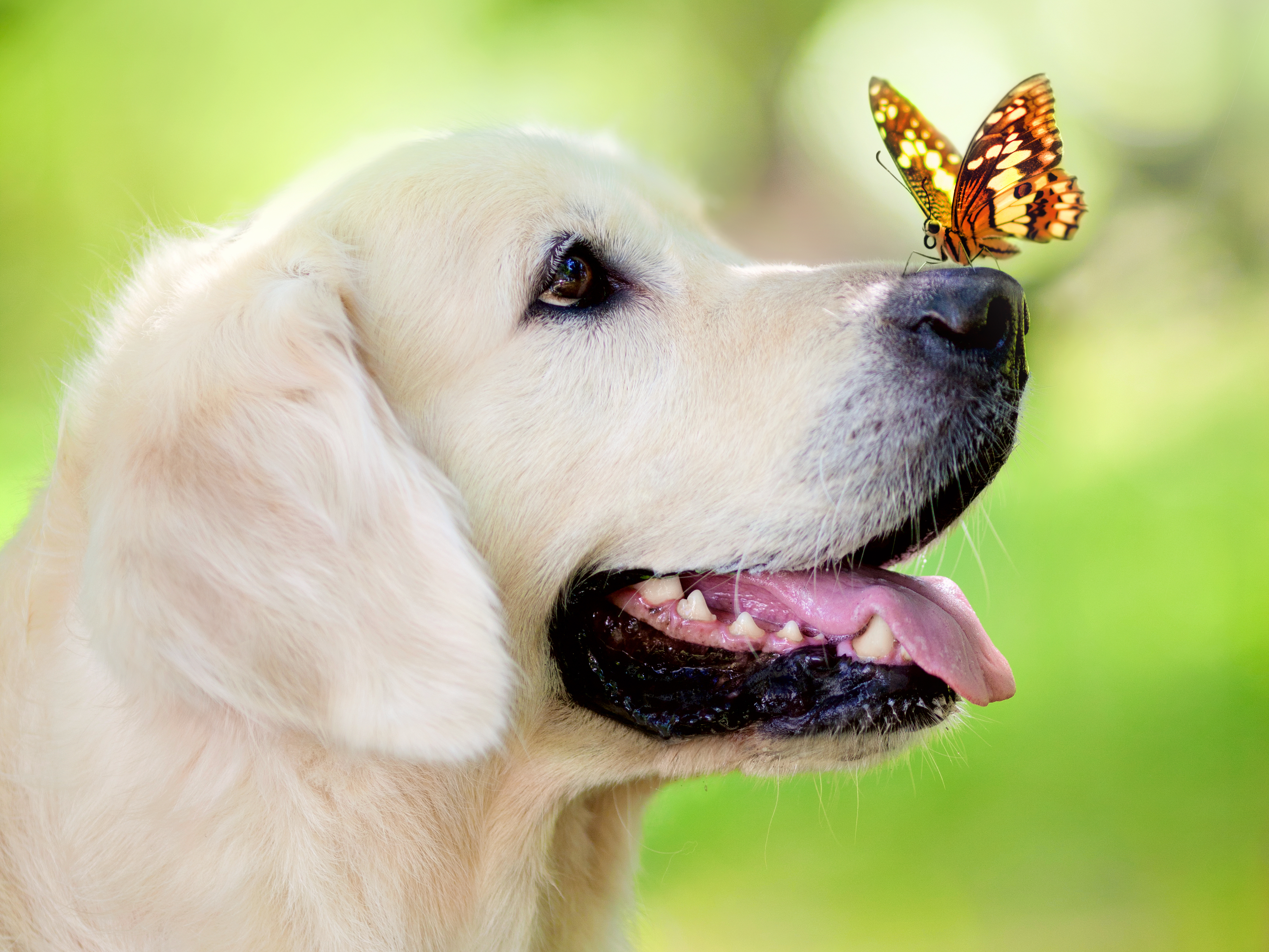 muzzle, animal, labrador retriever, butterfly, close up, dog, dogs