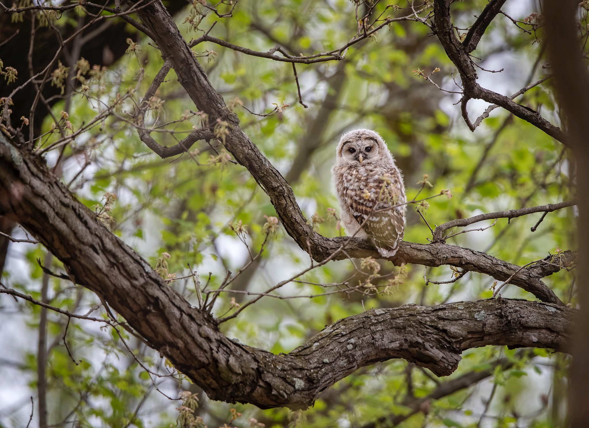 Free download wallpaper Birds, Owl, Bird, Branch, Animal on your PC desktop