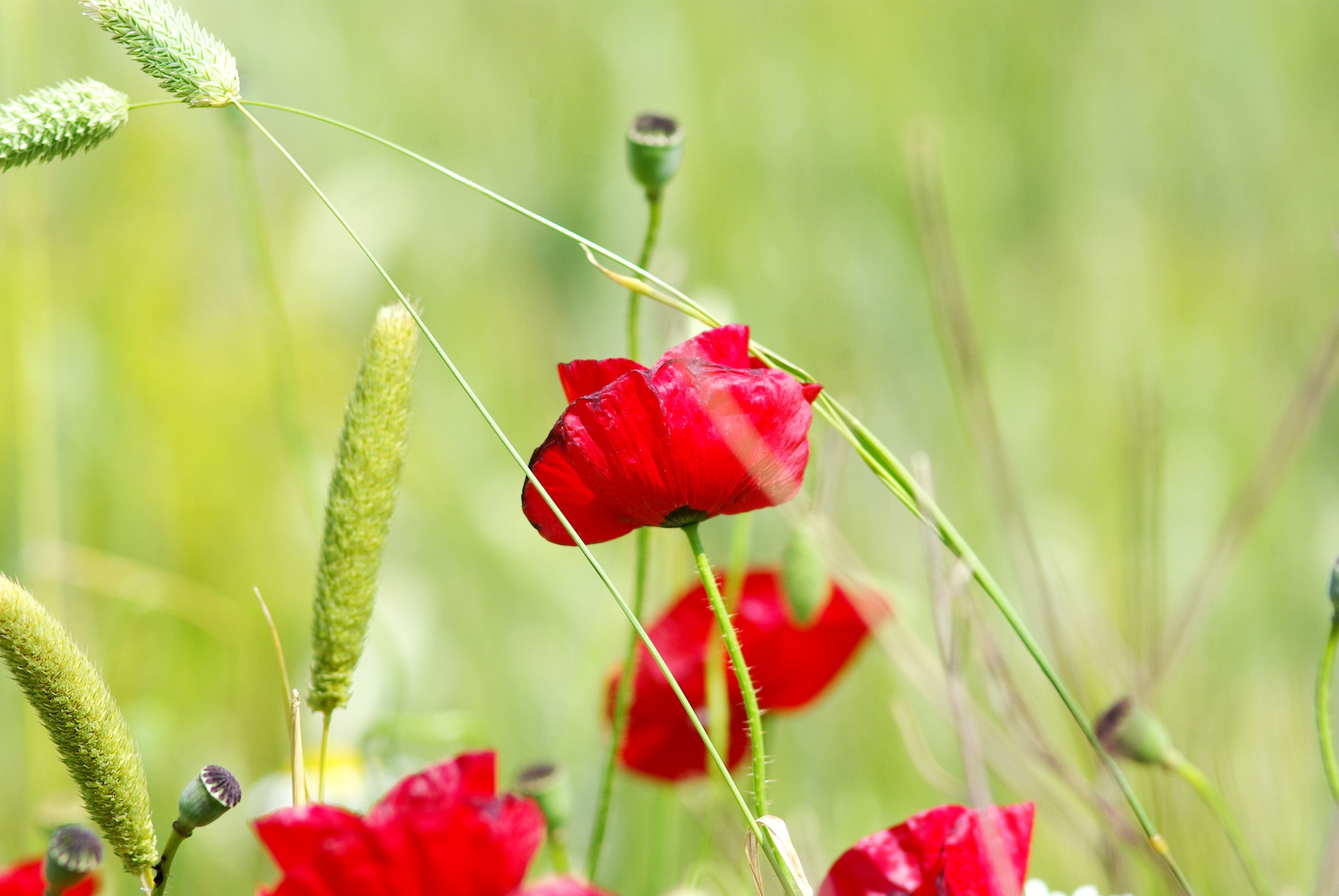 Free download wallpaper Flowers, Flower, Earth, Poppy on your PC desktop