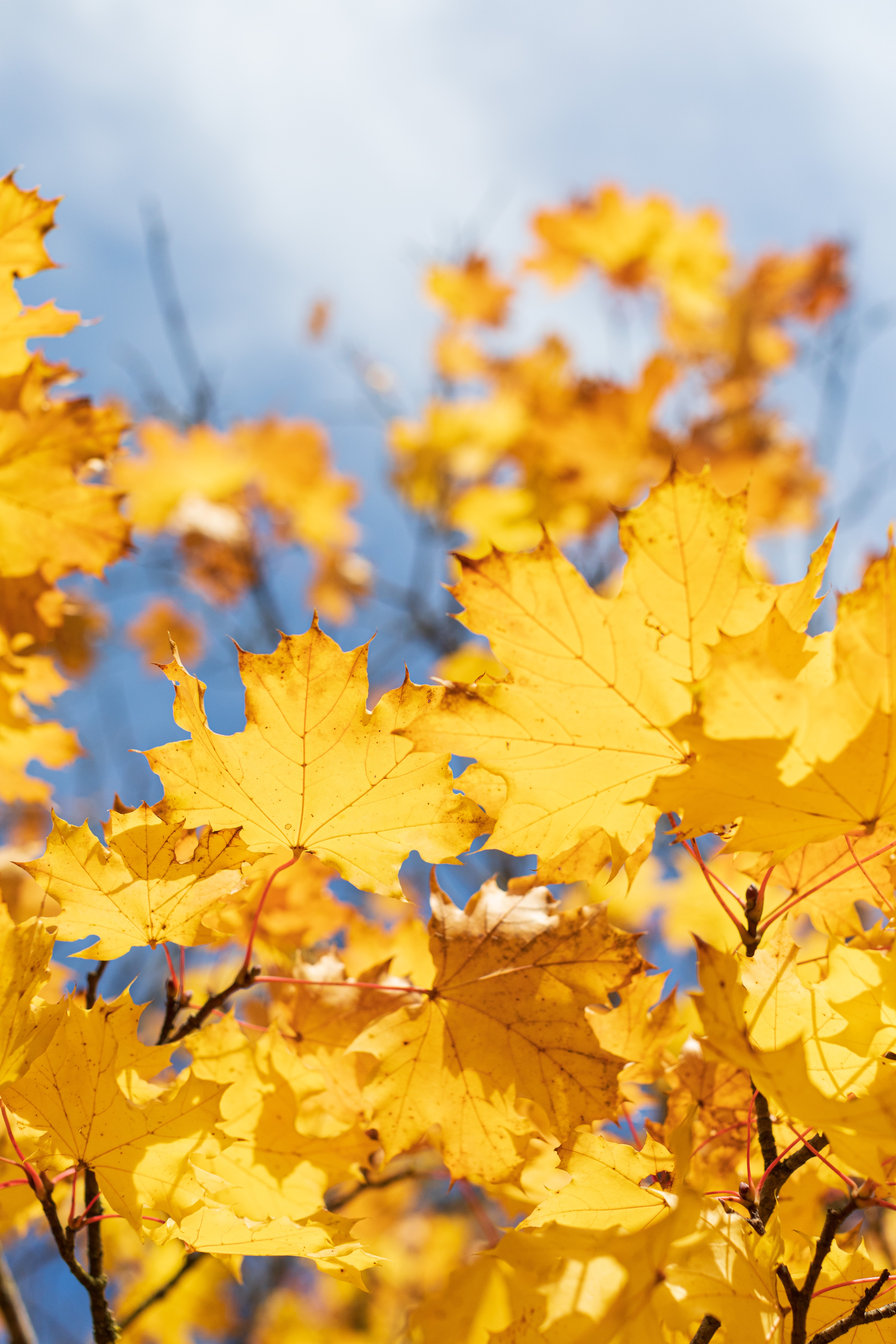 nature, autumn, leaves, yellow, dry, maple