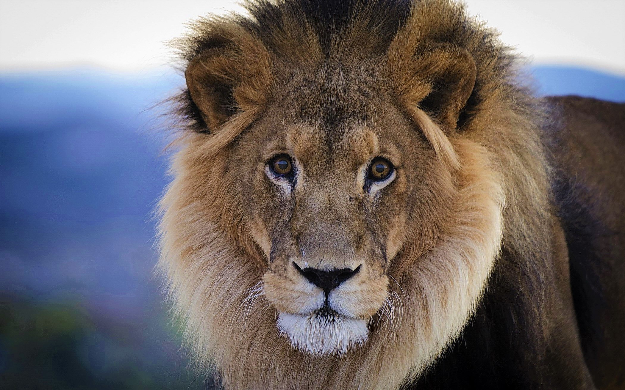 Download mobile wallpaper Lion, Animal for free.