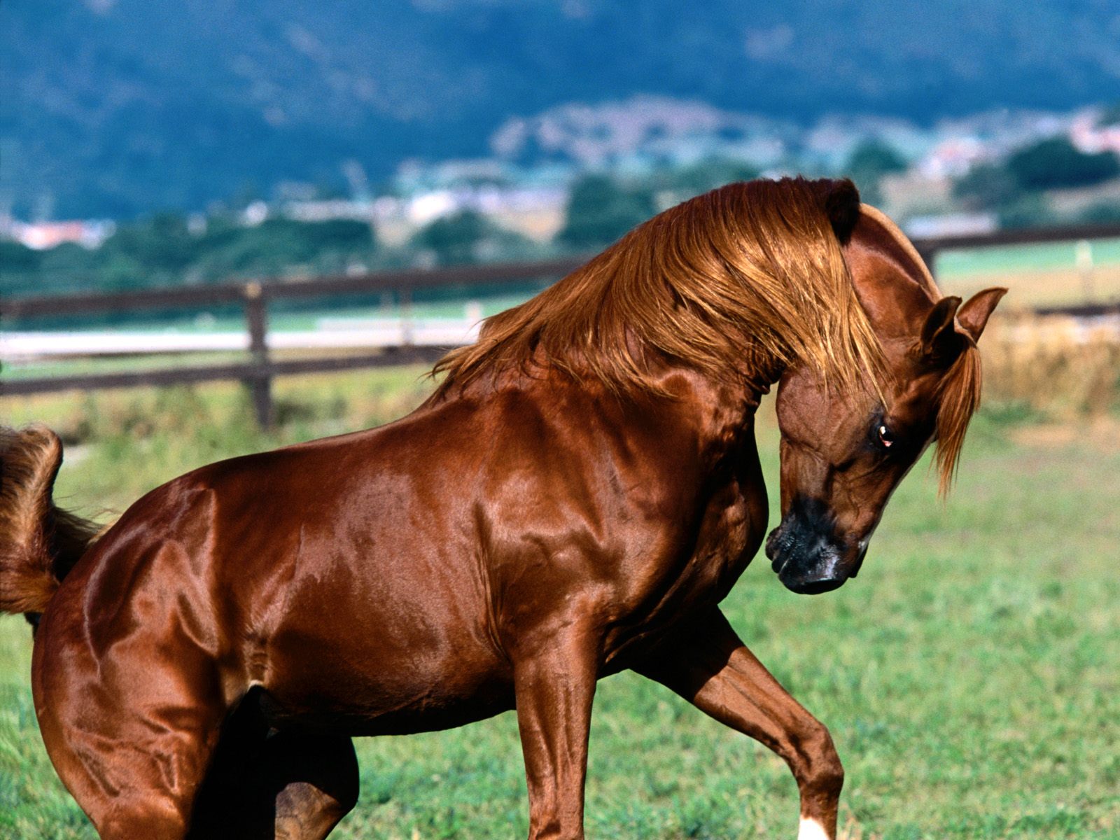 Handy-Wallpaper Tiere, Hauspferd kostenlos herunterladen.