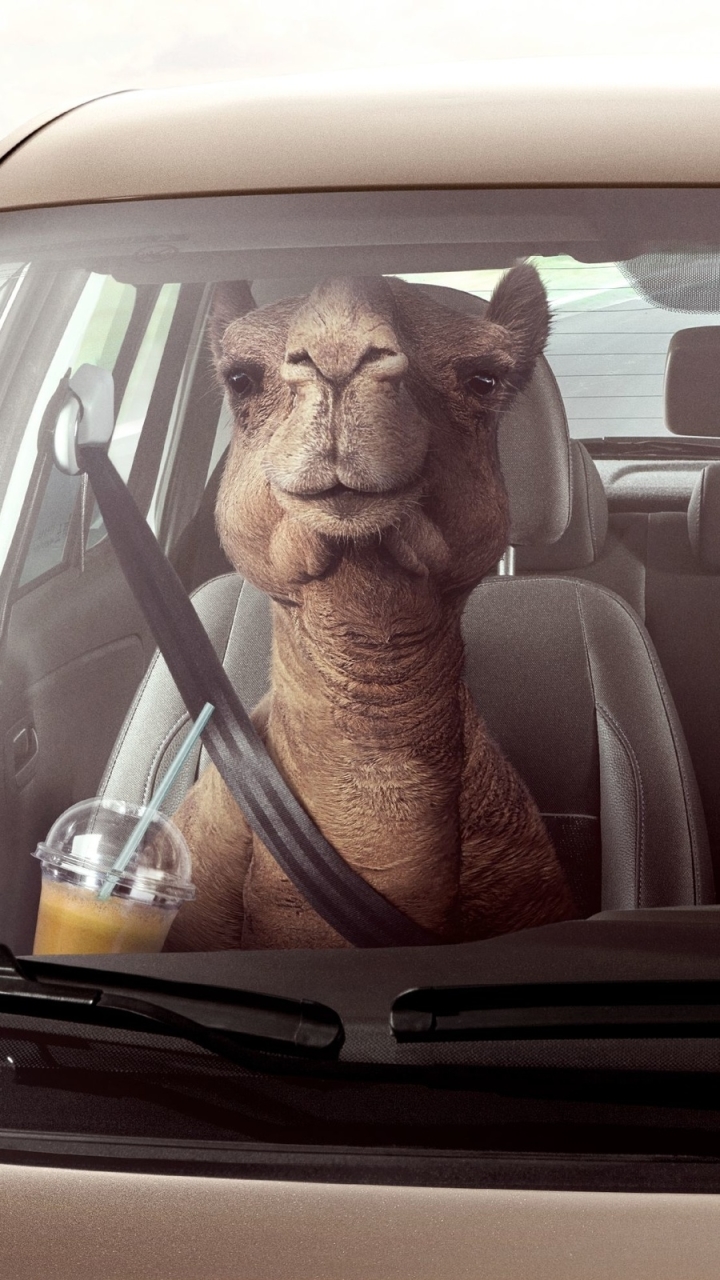 Descarga gratuita de fondo de pantalla para móvil de Animales, Humor, Camello.