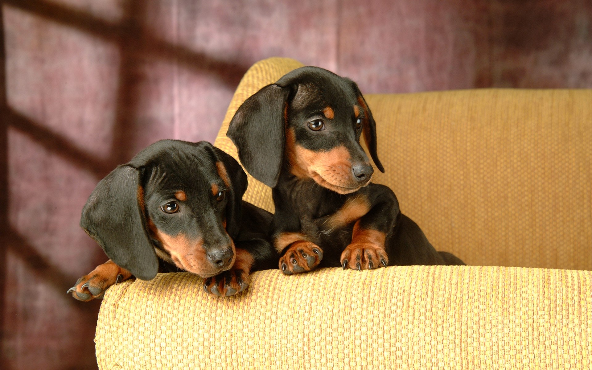 258974 baixar imagens dachshund, animais, cães - papéis de parede e protetores de tela gratuitamente