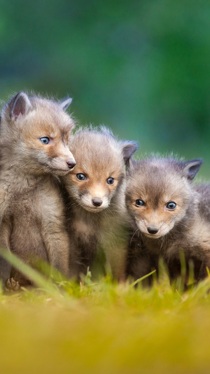 Handy-Wallpaper Tiere, Fuchs, Tierbaby, Jungtier kostenlos herunterladen.