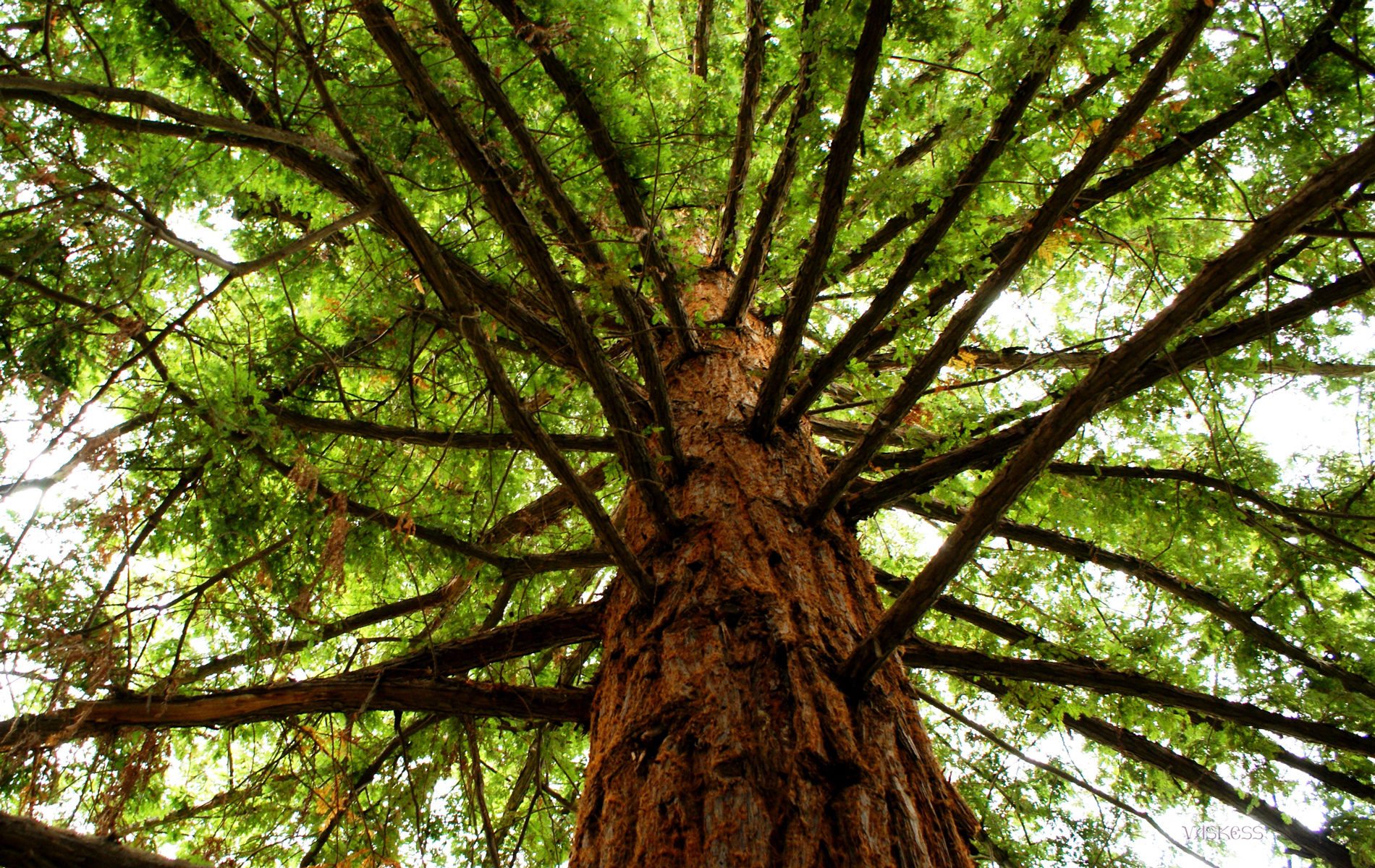 Скачати мобільні шпалери Дерева, Рослини безкоштовно.