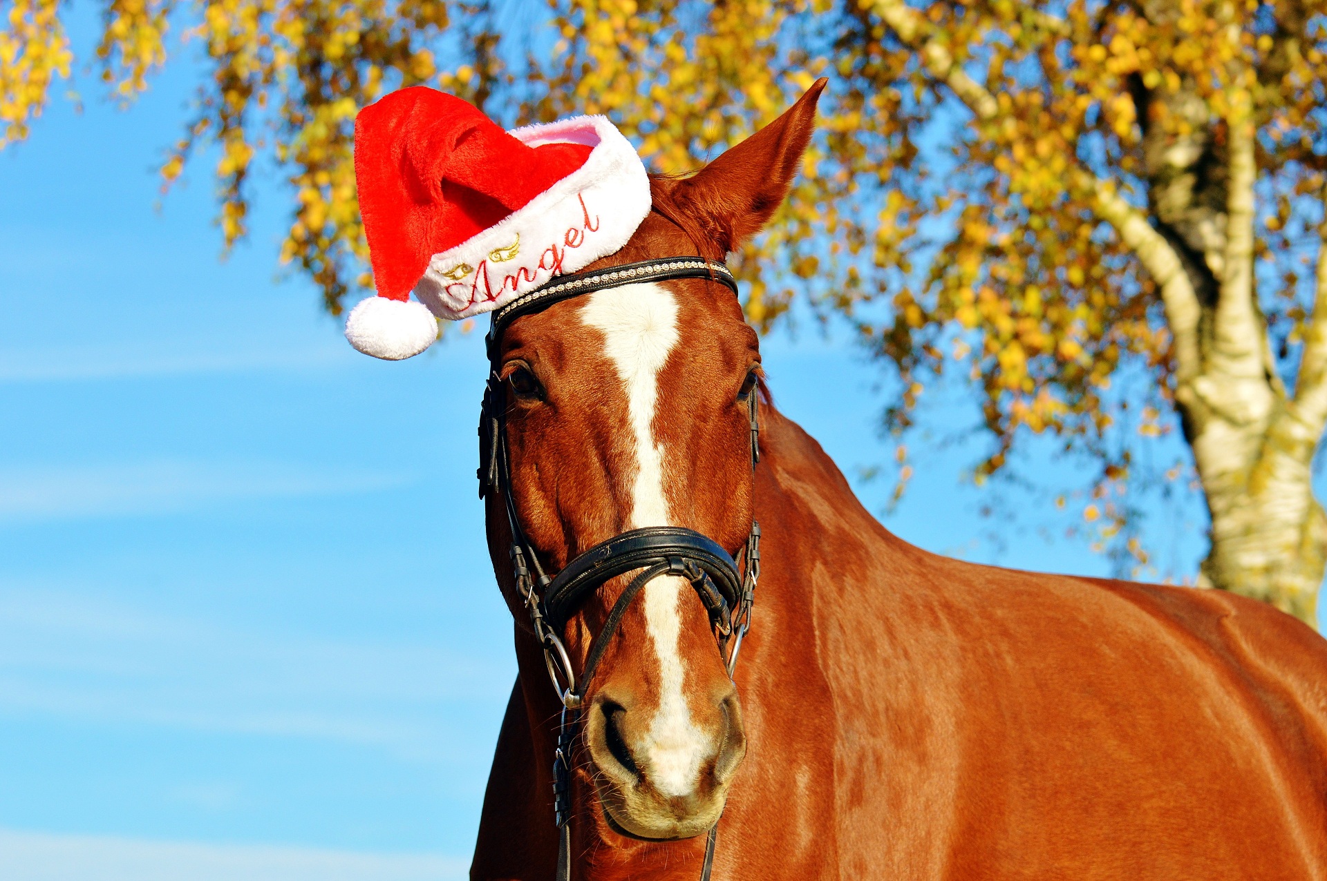 Laden Sie das Tiere, Hauspferd, Weihnachtsmütze-Bild kostenlos auf Ihren PC-Desktop herunter