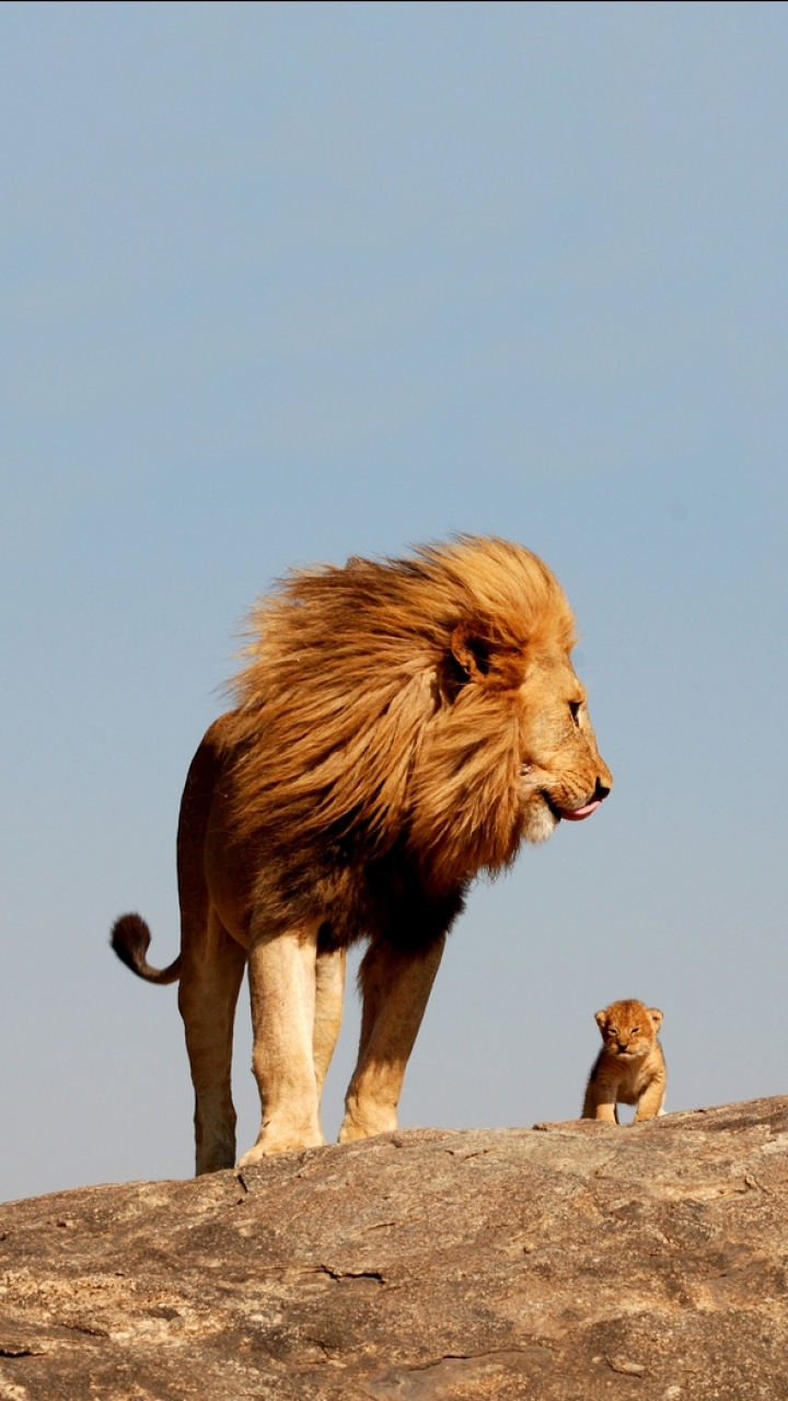 Téléchargez des papiers peints mobile Lion, Chats, Animaux gratuitement.