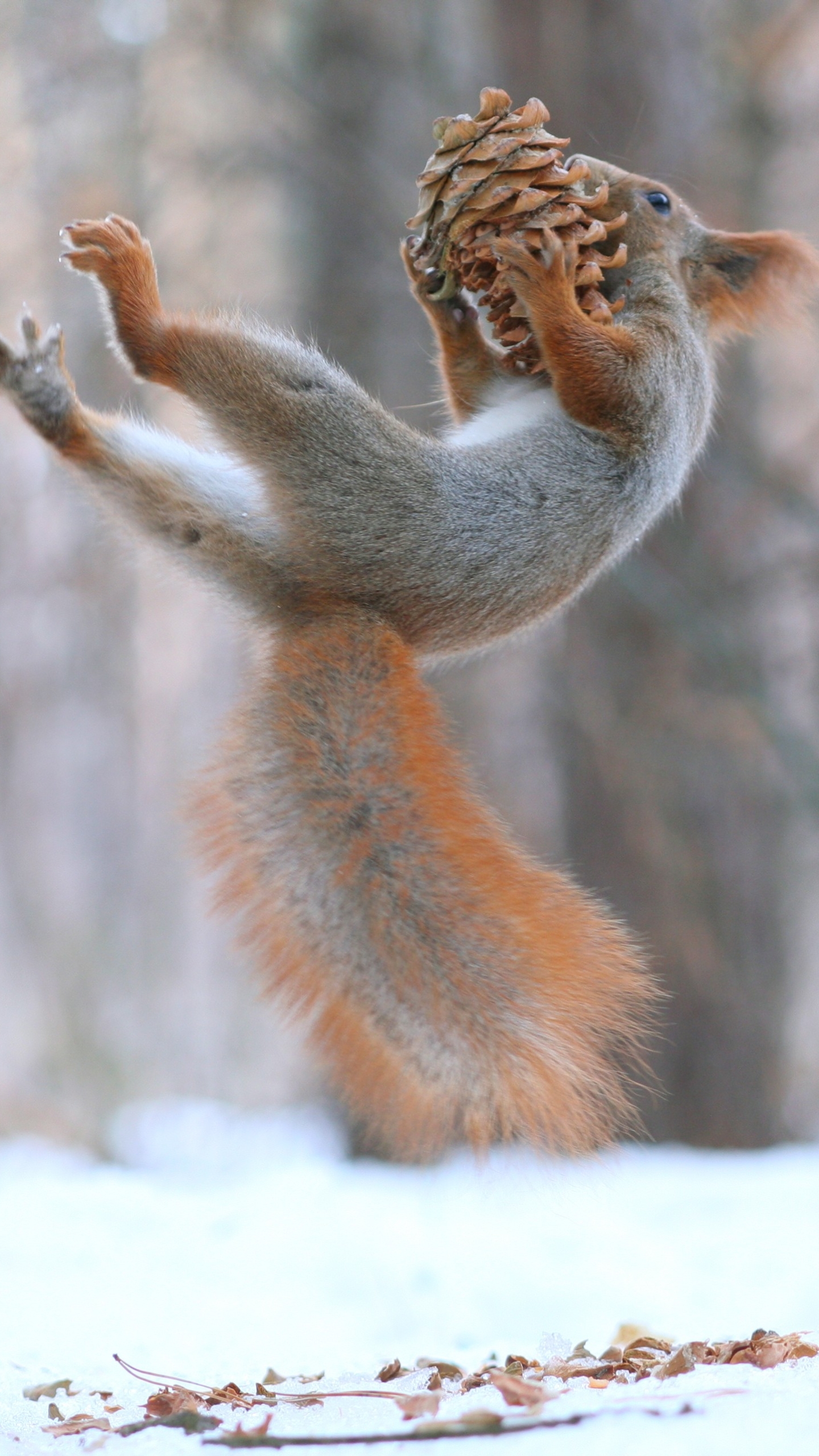 Download mobile wallpaper Funny, Squirrel, Animal, Rodent, Acorn for free.
